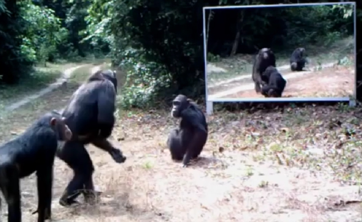 แทบไม่อยากละสายตา!! ช่างภาพแอบตั้งกล้องใน "ป่าดงดิบ" พอกดบันทึกวีดีโอ..ภาพที่ออกมาทำเอาตะลึงตาค้าง.!! น่าเหลือเชื่อสุดๆ (ชมคลิป)