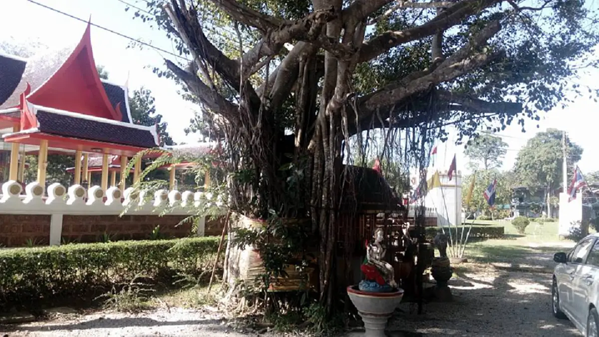 ตำนานต้นโพธิ์ศักดิ์สิทธิ์ จ.ระยอง ที่พระเจ้าตากอธิษฐานจิตไว้ ผู้เฒ่าผู้แก่เล่า..เห็นดวงแก้วปริศนาลอยเข้าออกต้นไม้!