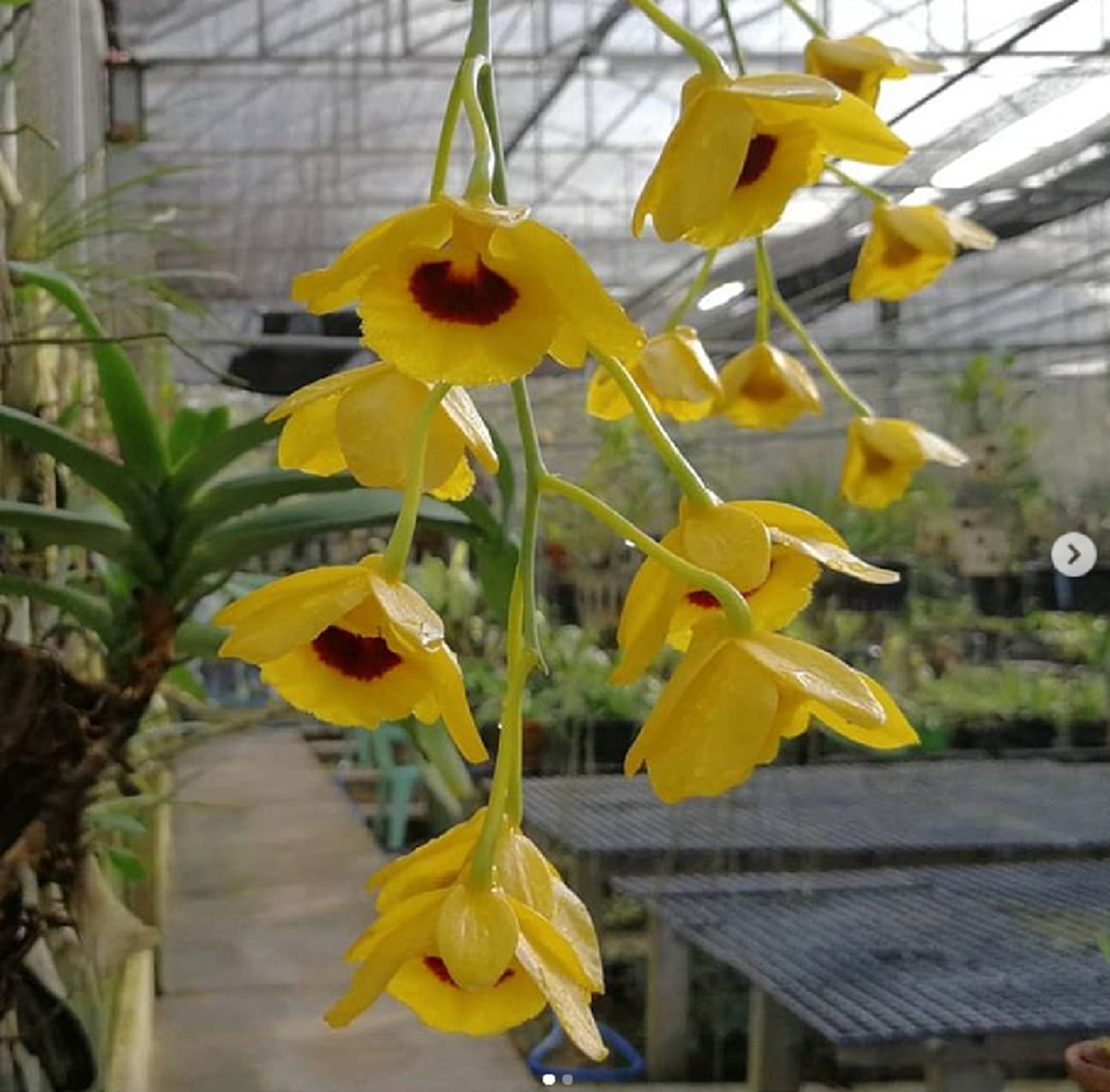 เปิดบ้าน! "เอ อนันต์" หลังทำฝันของตัวเองเป็นจริง ใช้ชีวิตติดดิน พร้อมทุ่มเทเพาะกล้วยไม้คืนป่า!! (ชมภาพ)