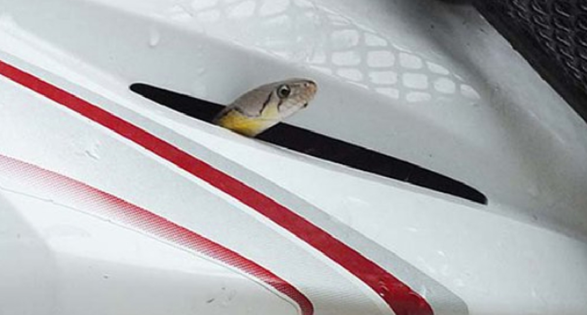 โบราณว่าจะมีโชคลาภ ครูสาวผงะงูเลื้อยเข้ารถจยย. ไล่ไม่ยอมไป สุดท้ายต้องจุดธูปบอก