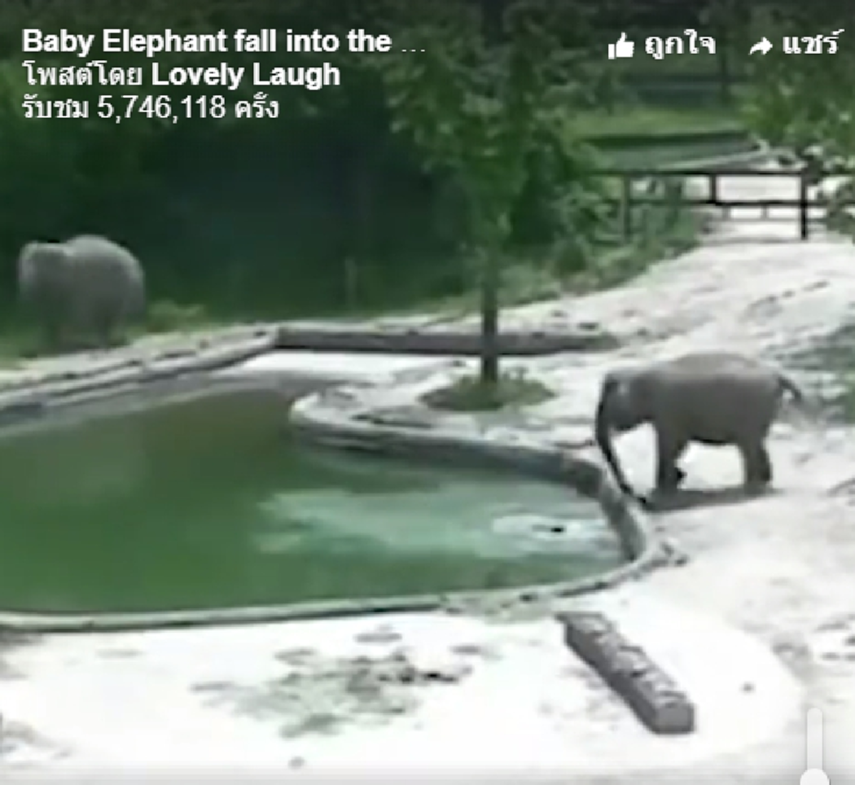 คนแห่ดู5ล้าน วินาที ลูกช้าง ผลัดตกไปในสระลึก นึกว่าจะไม่รอด สุดท้ายแม่ช้างลงไปช่วย (คลิป)