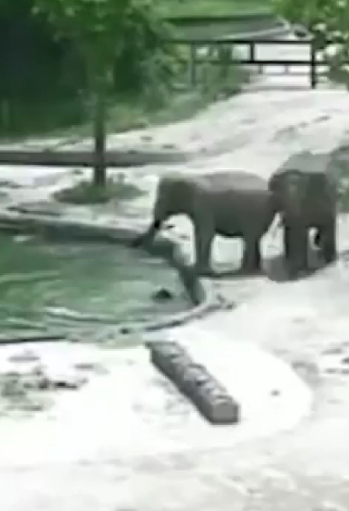 คนแห่ดู5ล้าน วินาที ลูกช้าง ผลัดตกไปในสระลึก นึกว่าจะไม่รอด สุดท้ายแม่ช้างลงไปช่วย (คลิป)