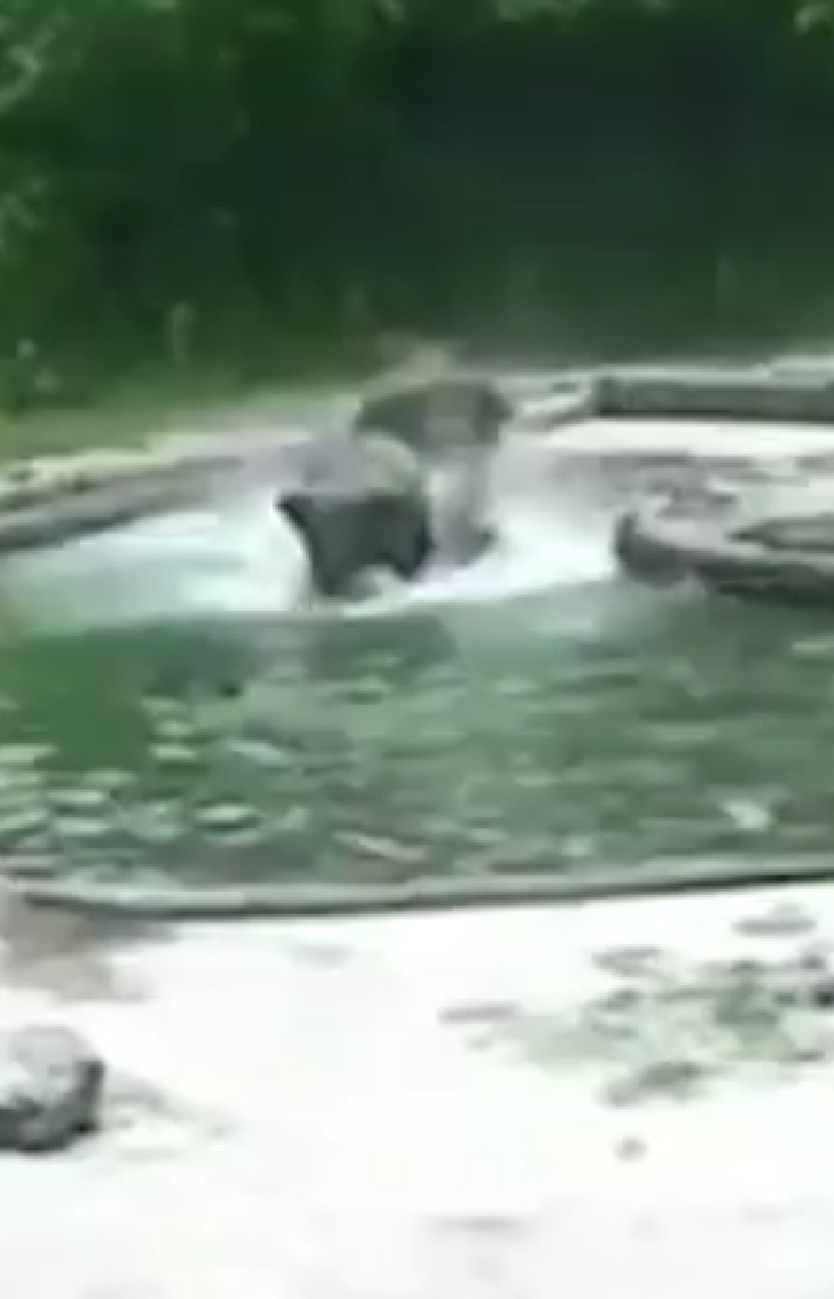 คนแห่ดู5ล้าน วินาที ลูกช้าง ผลัดตกไปในสระลึก นึกว่าจะไม่รอด สุดท้ายแม่ช้างลงไปช่วย (คลิป)