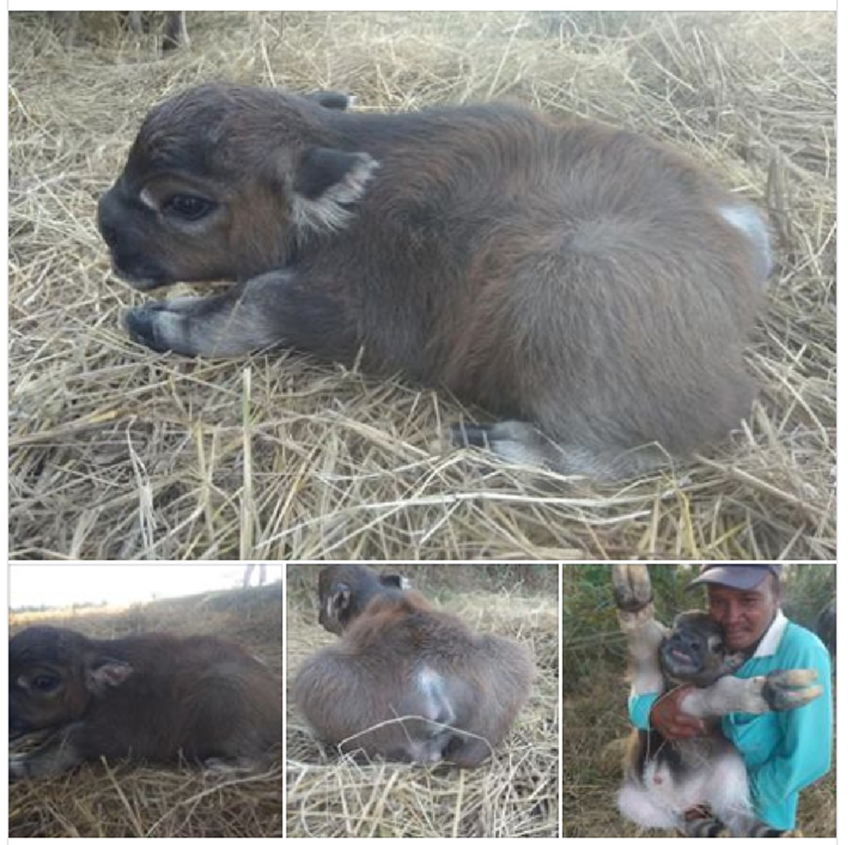 ลูกควายเพิ่งเกิดไร้หาง ตัวสั้น ชาวเน็ตชมน่ารักเหมือนกระต่าย