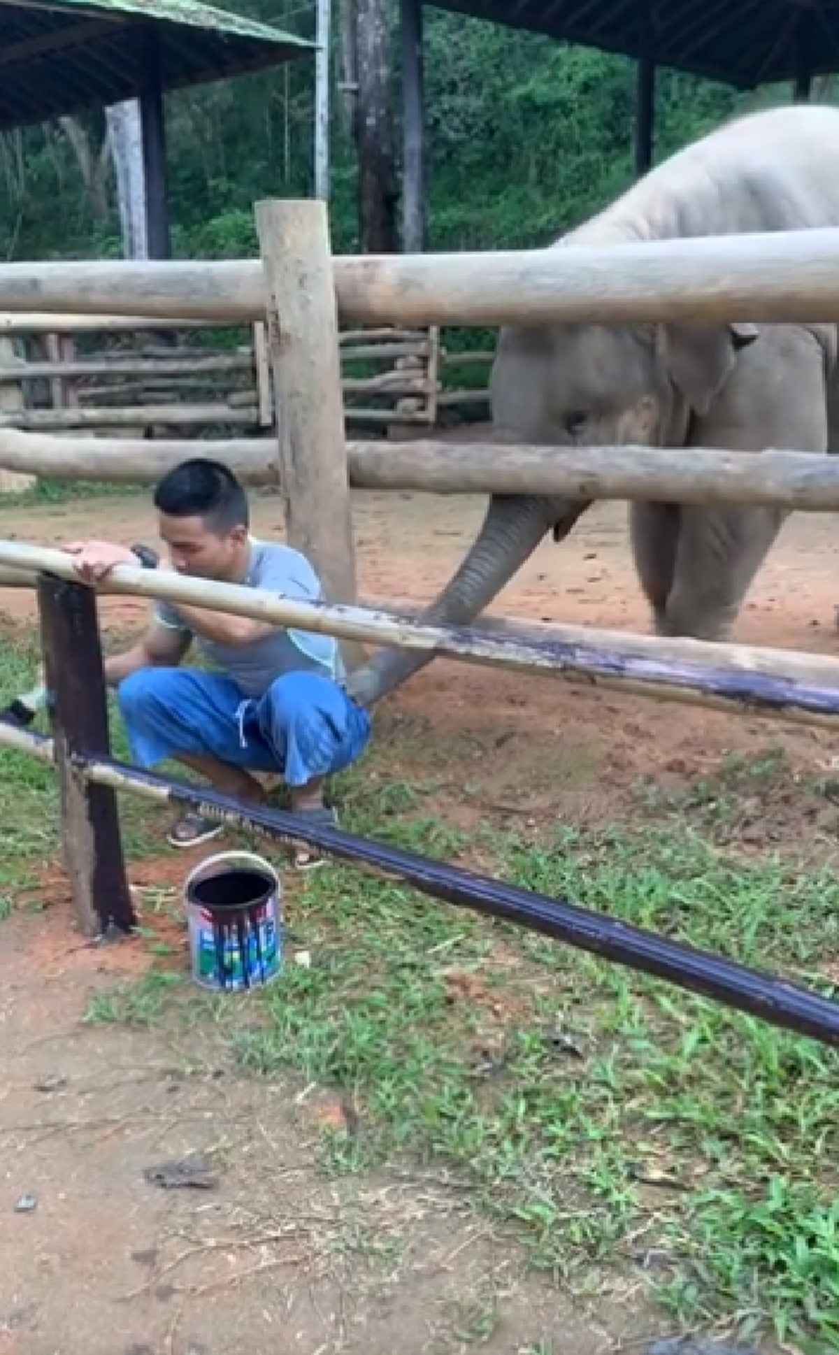 "เจ้าขุนศึก" ลูกช้างน้อยกวนคนกำลังทาสีคอก เอางวงสะกิดอยากเล่นด้วย (คลิป)