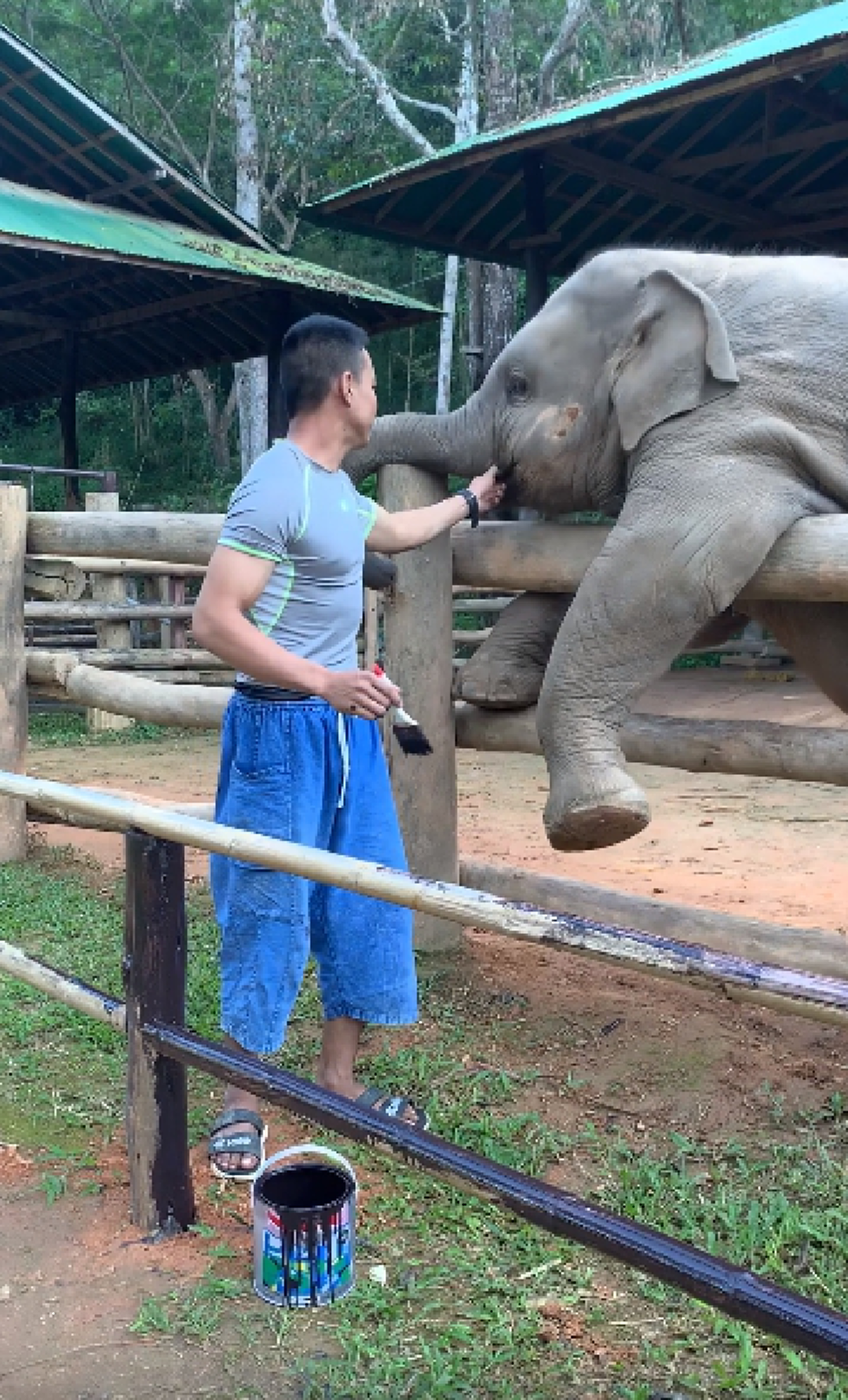 "เจ้าขุนศึก" ลูกช้างน้อยกวนคนกำลังทาสีคอก เอางวงสะกิดอยากเล่นด้วย (คลิป)