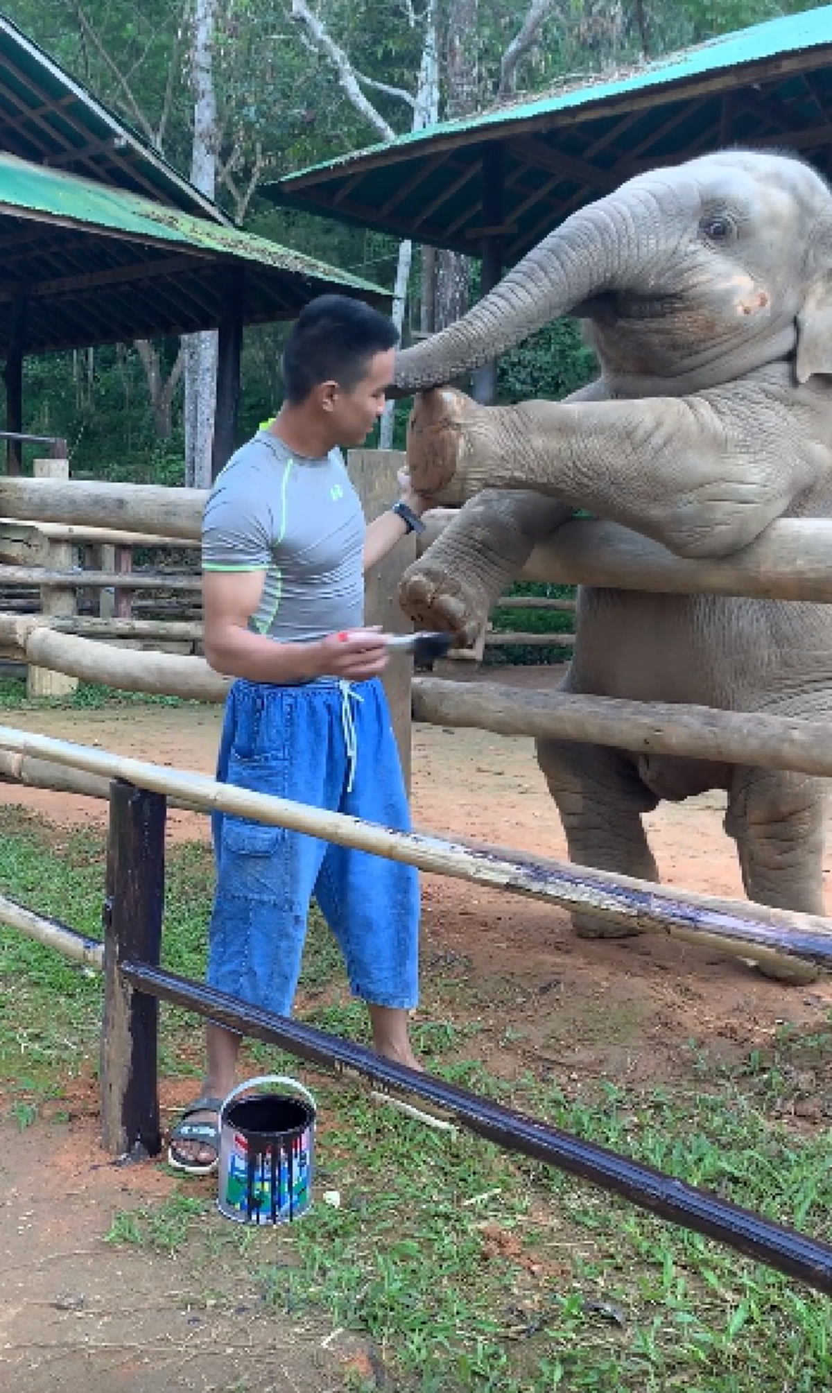 "เจ้าขุนศึก" ลูกช้างน้อยกวนคนกำลังทาสีคอก เอางวงสะกิดอยากเล่นด้วย (คลิป)