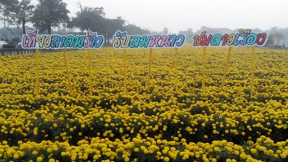 กทม.ชวนชมทุ่งดาวเรืองในงาน “เที่ยวลาดพร้าว รับลมหนาวชมดาวเรือง”