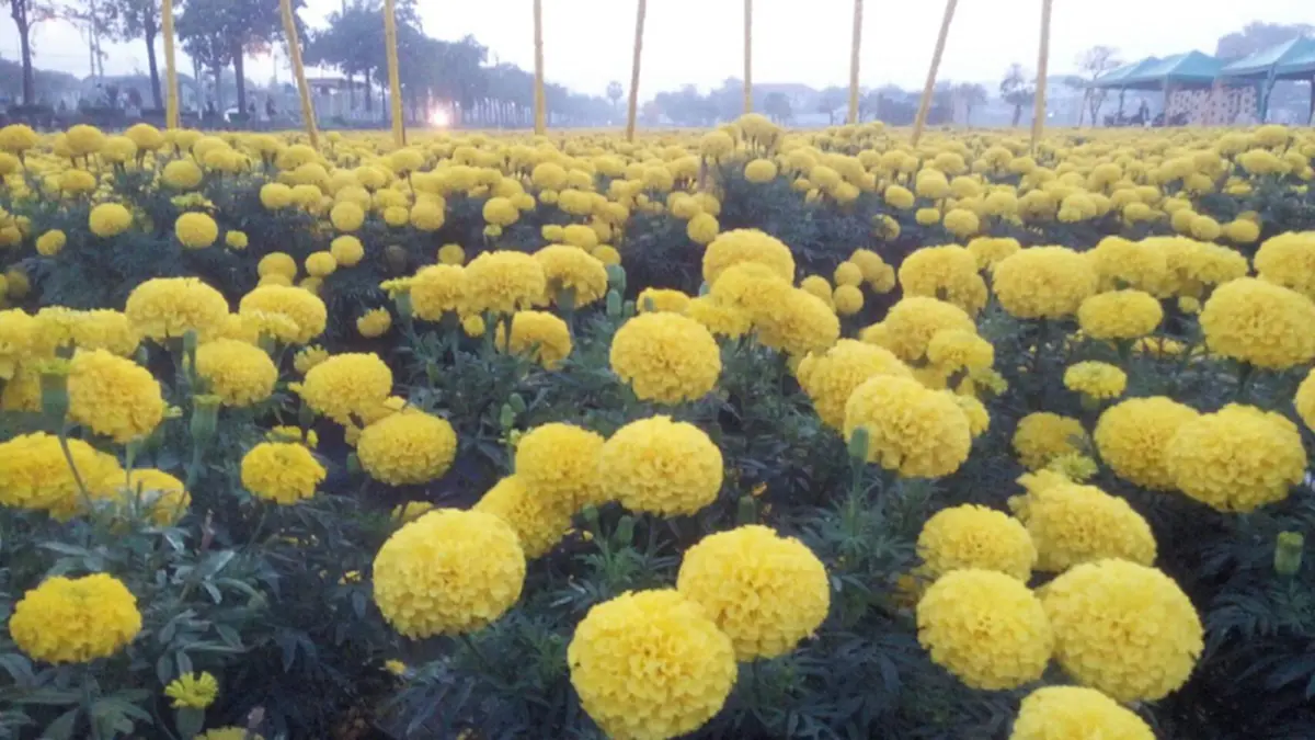 กทม.ชวนชมทุ่งดาวเรืองในงาน “เที่ยวลาดพร้าว รับลมหนาวชมดาวเรือง”