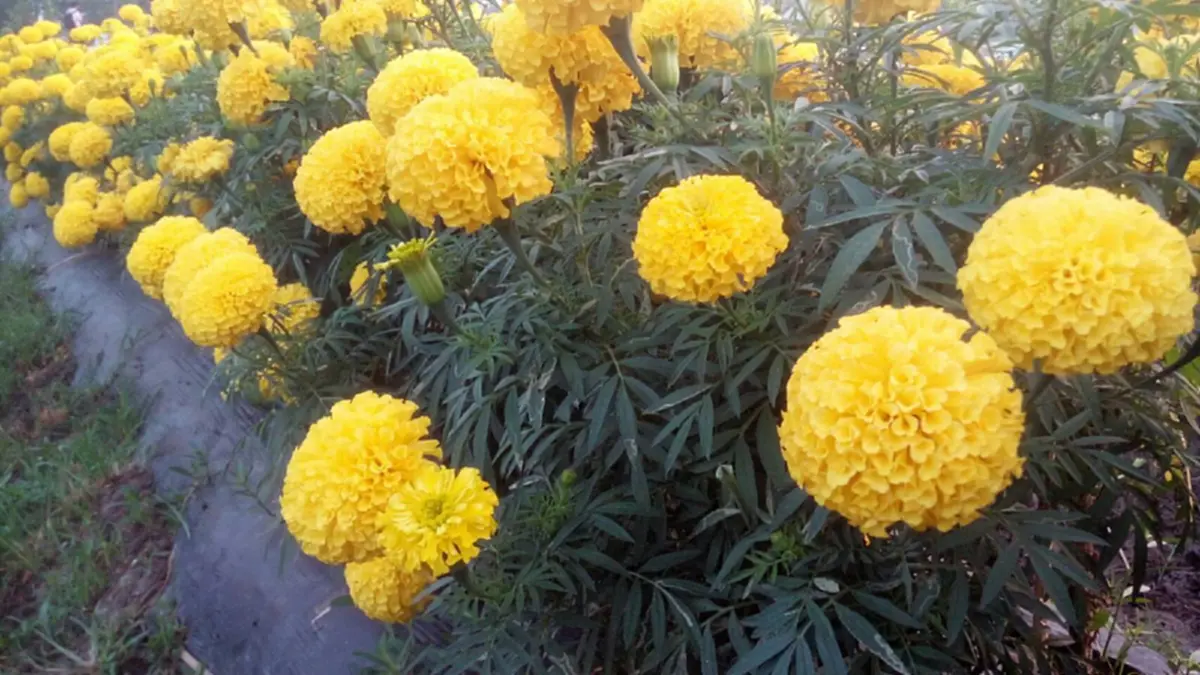 กทม.ชวนชมทุ่งดาวเรืองในงาน “เที่ยวลาดพร้าว รับลมหนาวชมดาวเรือง”