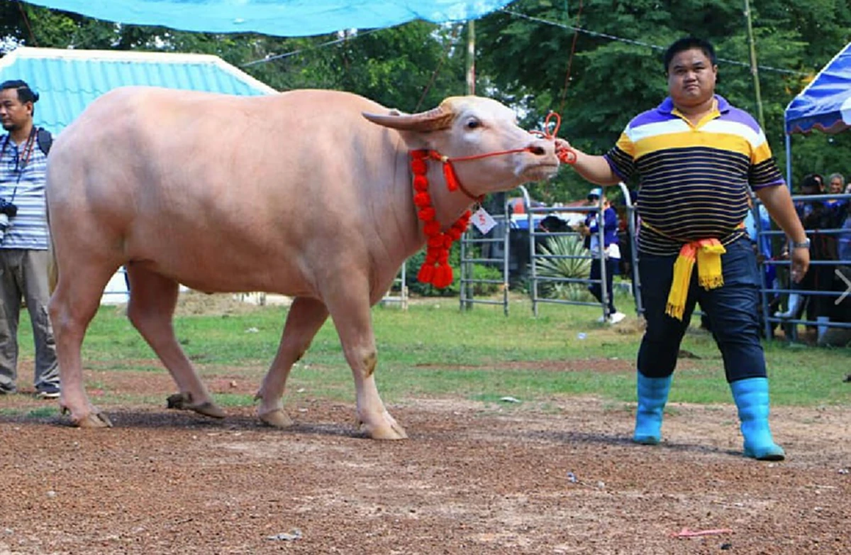น้ำ รพีภัทร ทุ่มสุดตัว หอบเงินก้อนโต ซื้อนางพญากระบือเผือก เป็นของขวัญวันเกิดตัวเอง