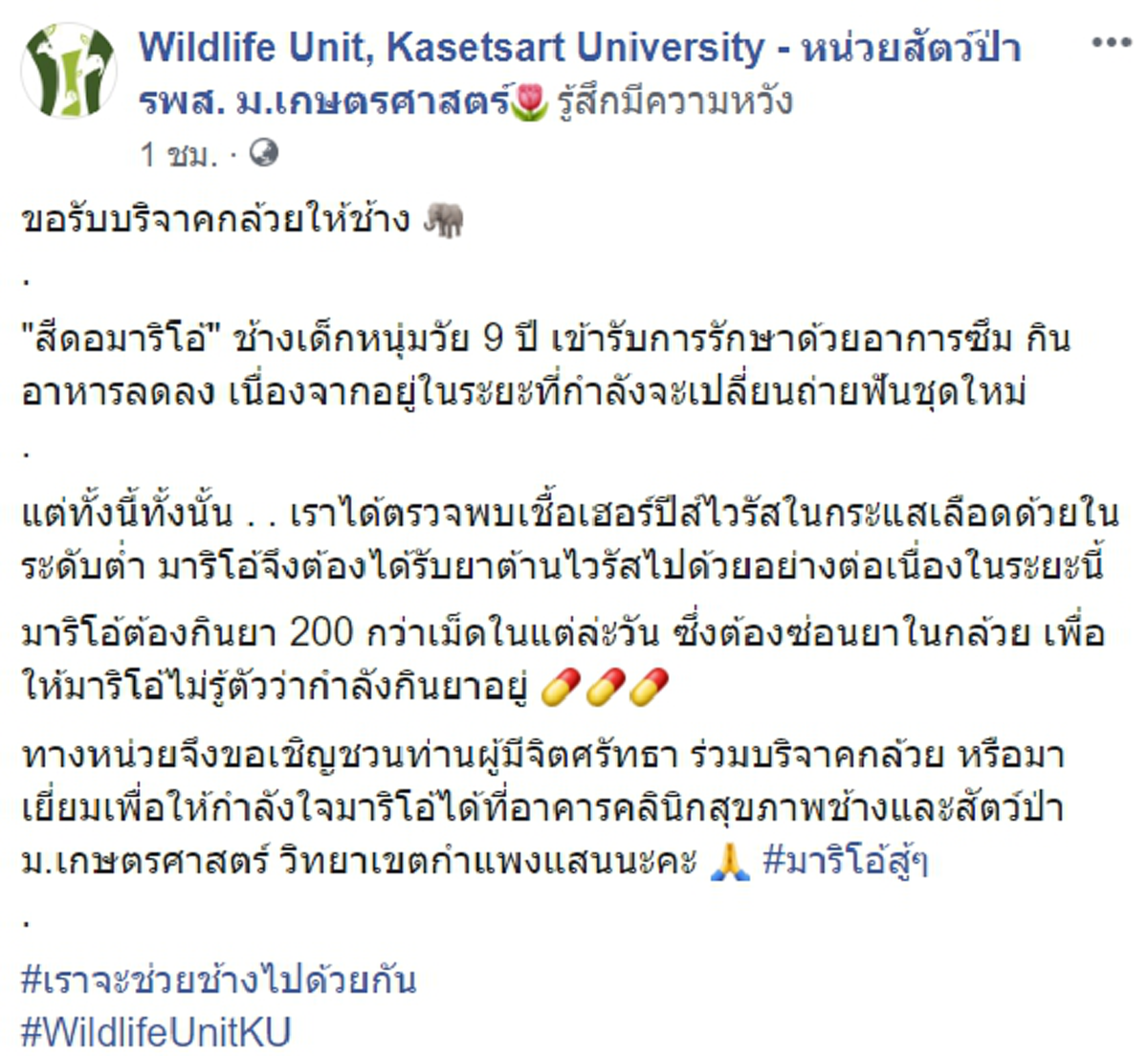วอนบริจาคกล้วยให้มาริโอ้ช้างหนุ่มวัย 9 ปี