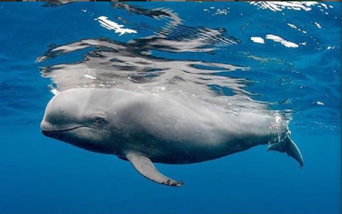 พบโลมาได้รับบาดเจ็บที่หาง ก่อนเจ้าหน้าที่ตัดสิ้นใจการุณฆาต