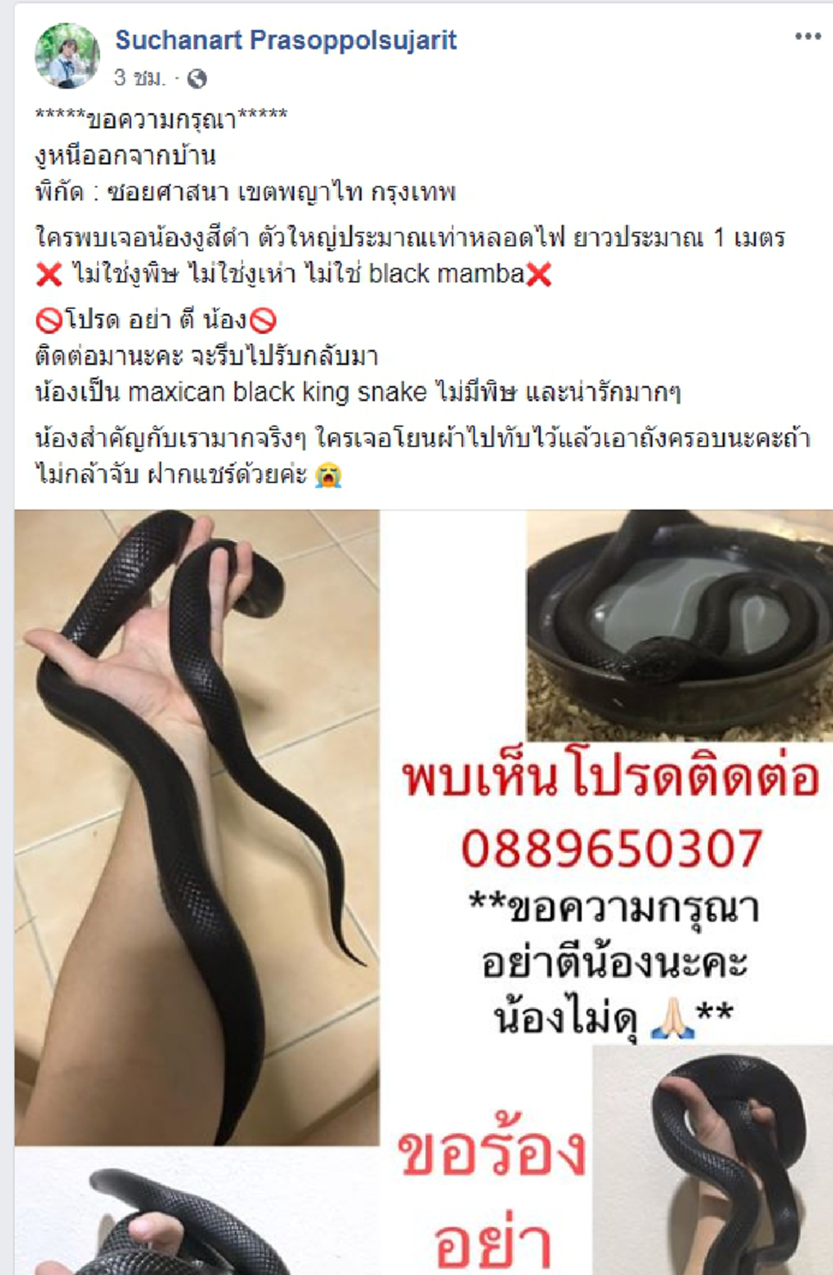 สาวสวยประกาศตามหา สัตว์เลี้ยงแสนรักหายออกจากบ้าน วอนหากพบอย่าทำร้าย