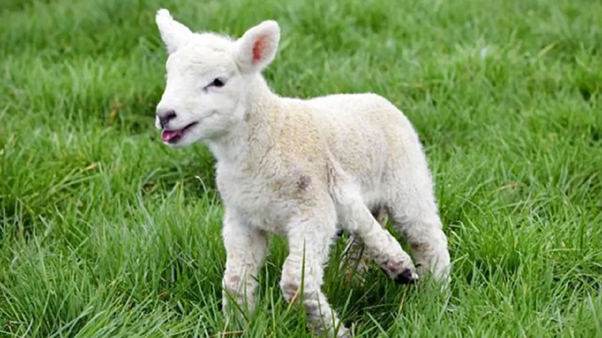 ช็อกไปทั้งโลก!! นักวิจัยเพาะเลี้ยง "แกะ"!? ใส่ถุงครรภ์เทียม" ได้สำเร็จ!! ถือเป็นบันทึกหน้าใหม่ของวงการแพทย์! ที่โลกต้องจารึก !!