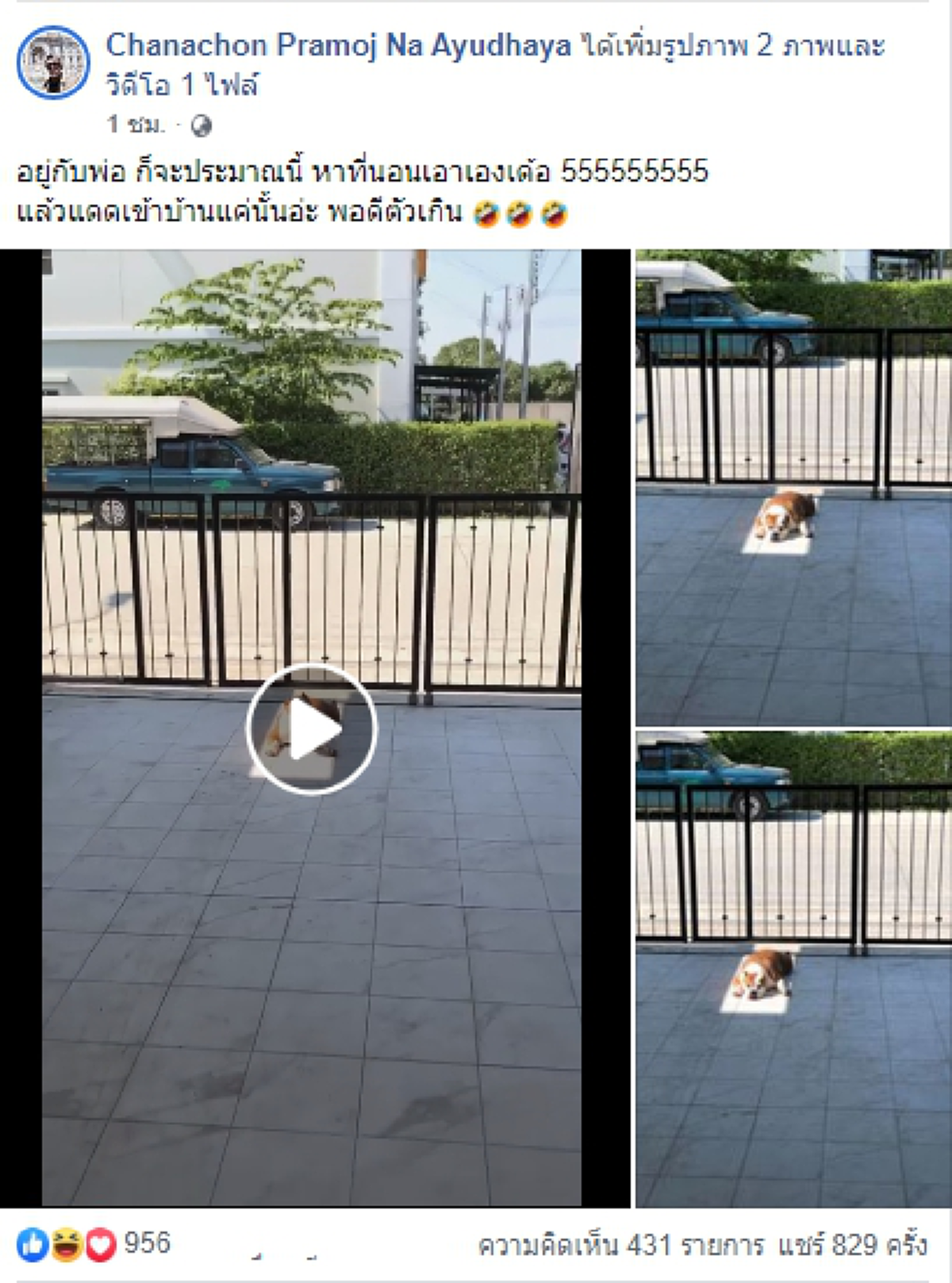 ชาวเน็ตเอ็นดู เจ้าตูบนอนอาบแดดที่บ้าน กับแสงที่ส่องมาได้พอดีจริงๆ