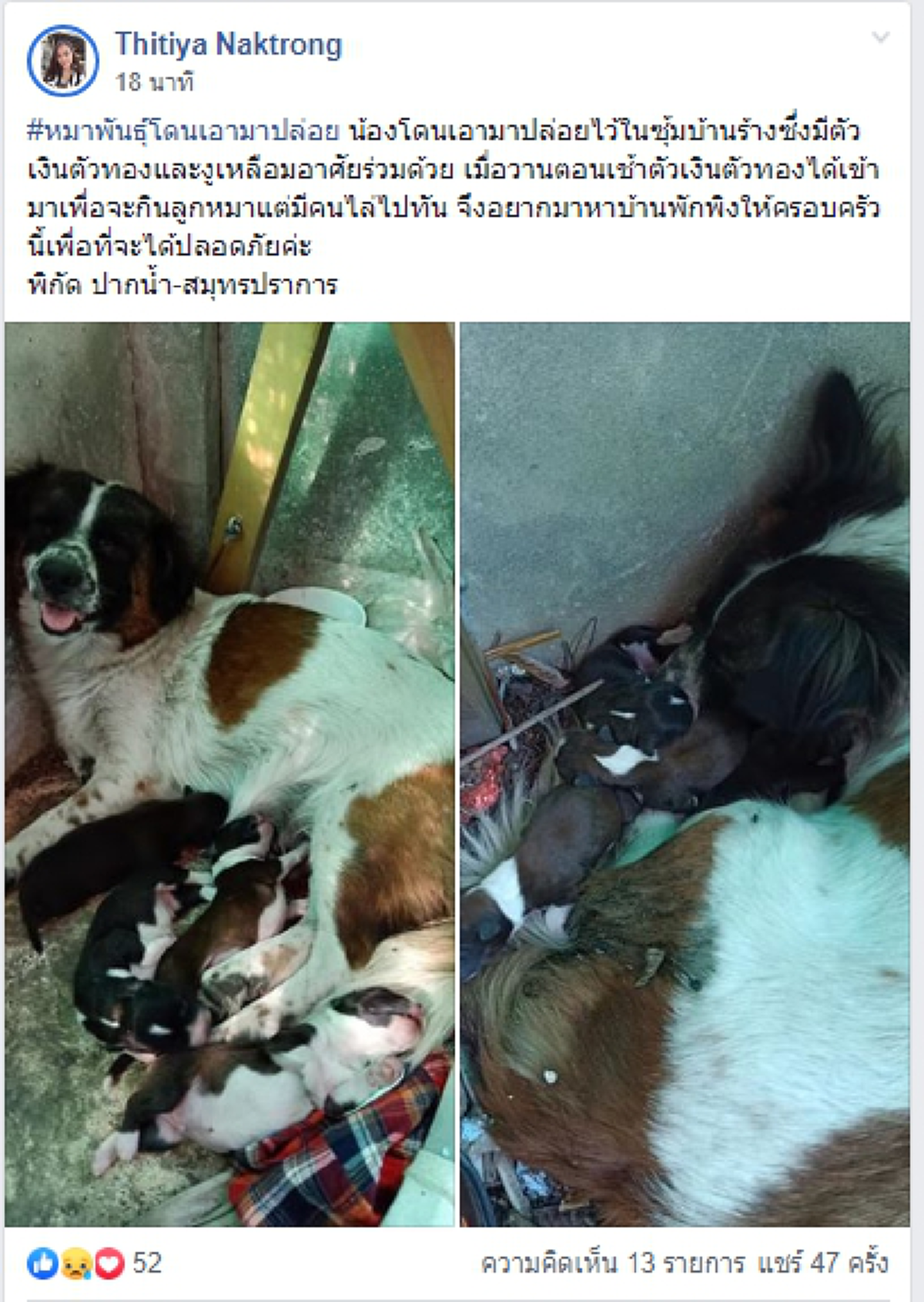 สาววอน ช่วยตูบถูกทิ้งพร้อมลูกๆ เพื่อจะได้ปลอดภัย