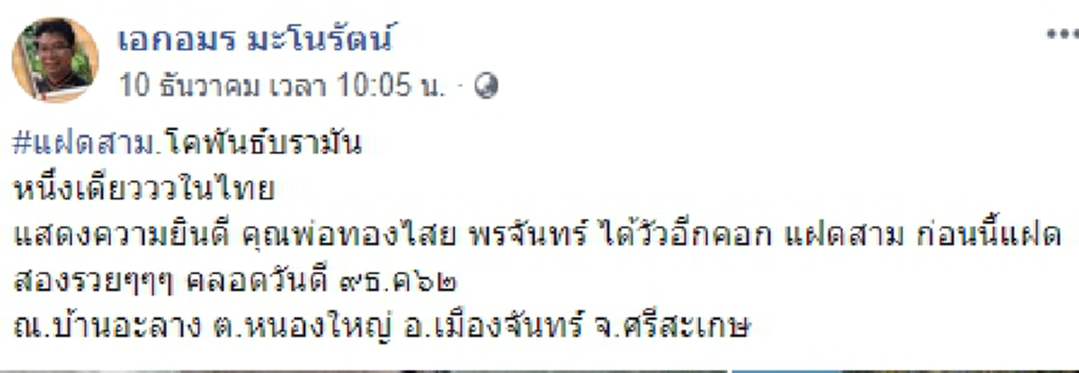 แม่วัวพันธุ์ดีออกลูกแฝด 3 ตัว นักเสี่ยงโชครีบส่องเลขที่บ้าน เชื่อมาให้โชค