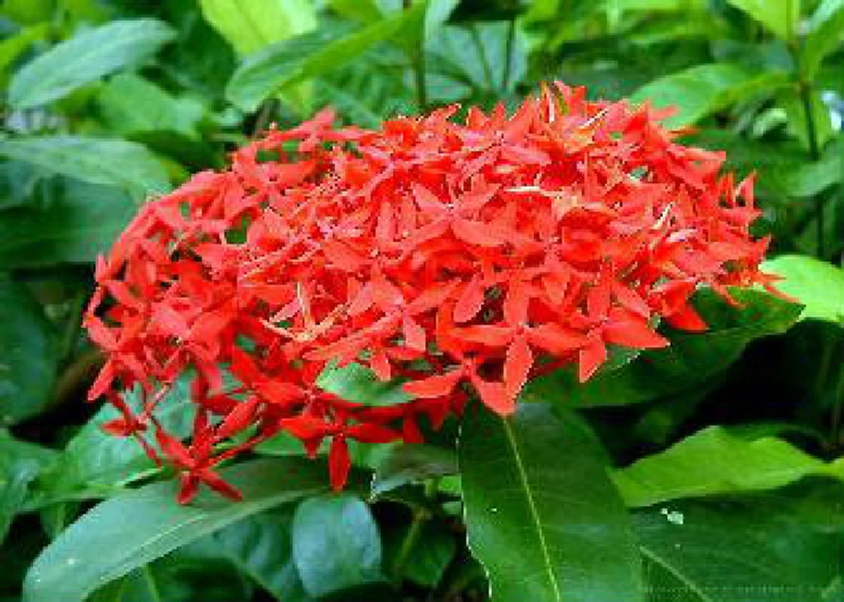 รีบปลูกไว้..ดีทั้งครอบครัว "๒๐ ต้นไม้มงคล"เชื่อว่าหากบ้านใดปลูกต้นไม้มงคลในบ้าน จะส่งผลให้ผู้ที่อยู่อาศัยในบ้านได้รับมงคลตามไปด้วย..