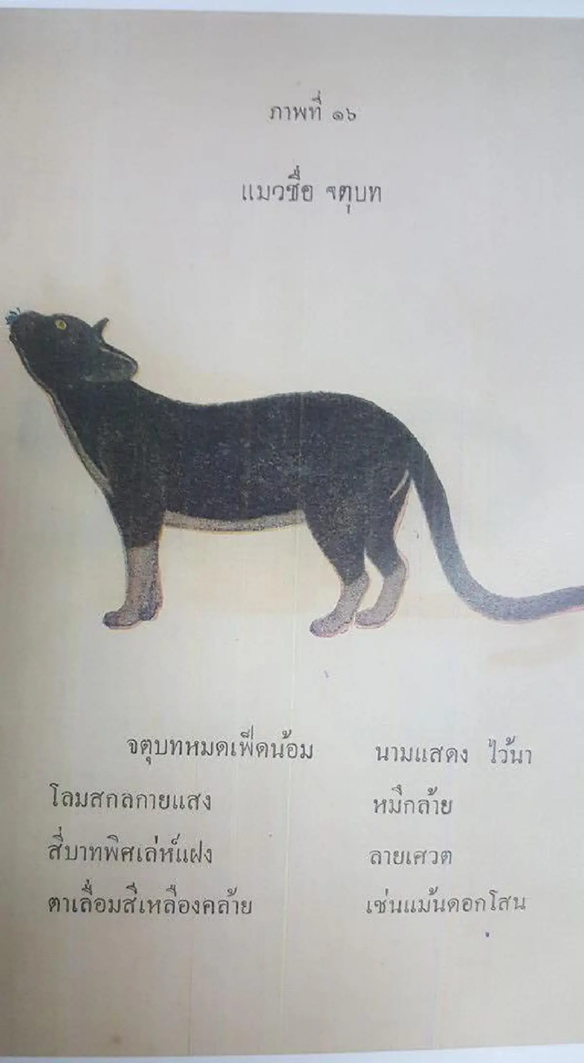 17 ลักษณะ แมวไทยมงคล จาก ตำราโบราณ