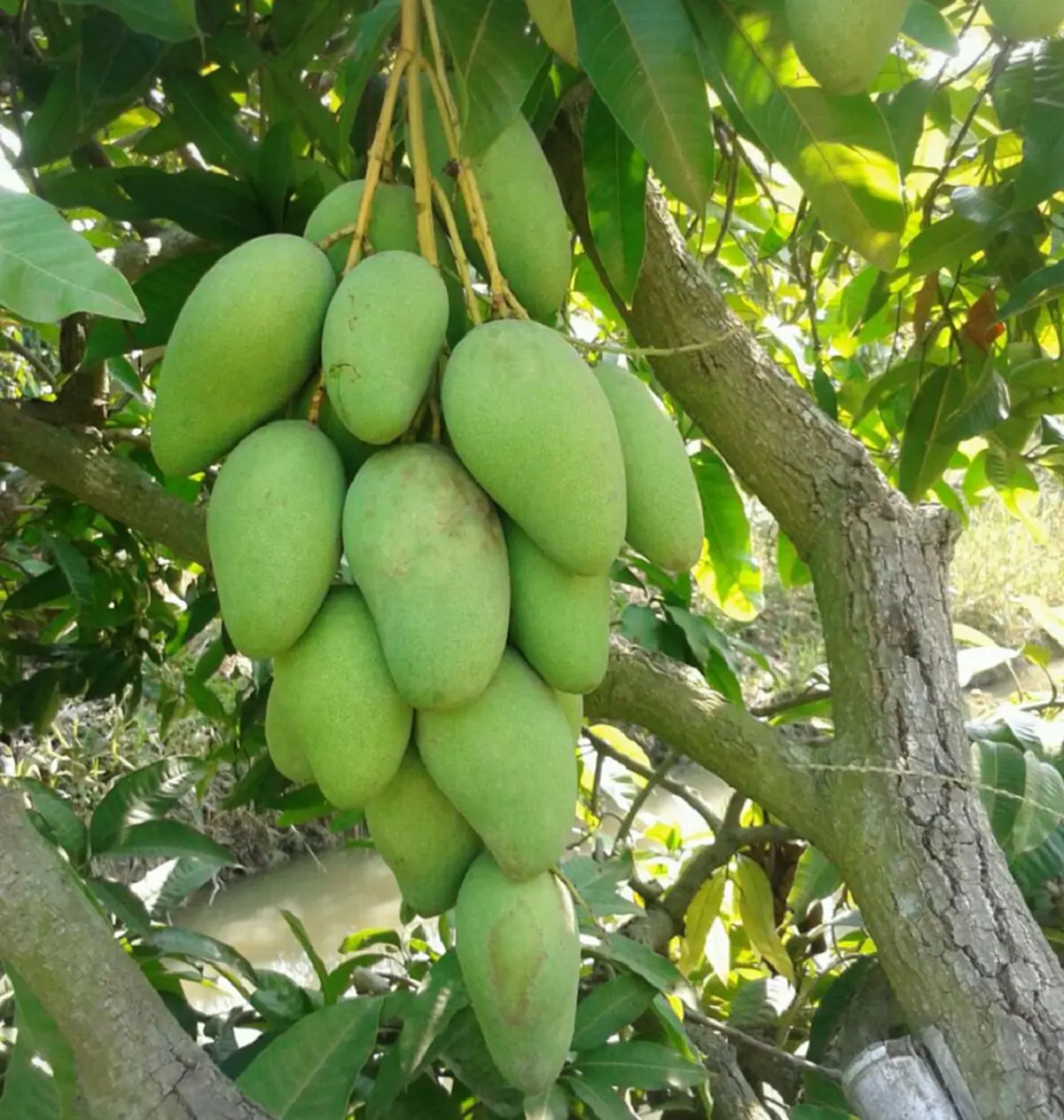 สูงเเค่ไหนก็สอยได้สบาย!! ที่สอยมะม่วง จากขวดน้ำ สอยแถมมะม่วงเเบบไม่มีรอยช้ำ ด้วยวิธีสุดเจ๋ง รีบเเชร์เก็บไว้เลย