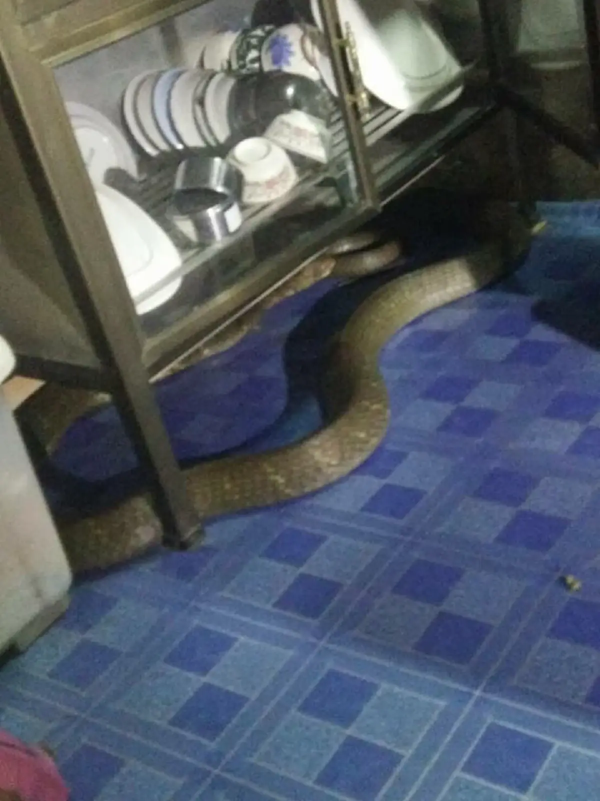 ขนลุกซู่! งูยักษ์เลื้อยเข้ามาในบ้าน กู้ภัยก็ไม่สามารถจับได้ จนเจ้าของบ้านต้องพูดว่า เราไม่ได้ทำร้ายท่าน สุดท้ายยอมให้จับอย่างง่ายดาย! (คลิป)