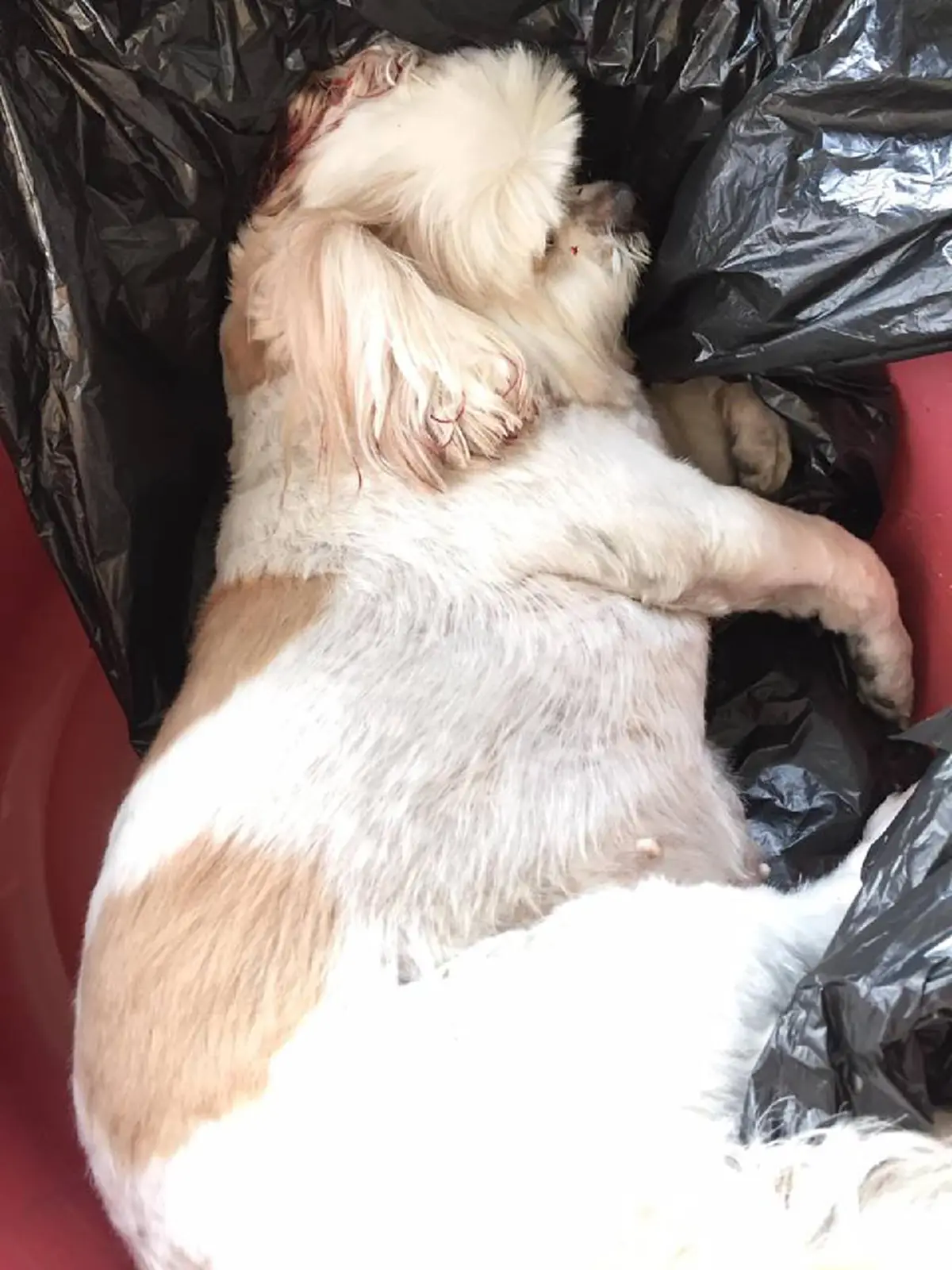 เจ้าของหมาร้องไห้แทบขาดใจ หลังน้องหมาโดนเหยียบจนตาย คนขับหนีหาย พอเจ้าของติดต่อกลับโดนด่าด้วยคำหยาบแบบสุดๆ คำเดียวที่อยากได้ยินคือขอโทษ