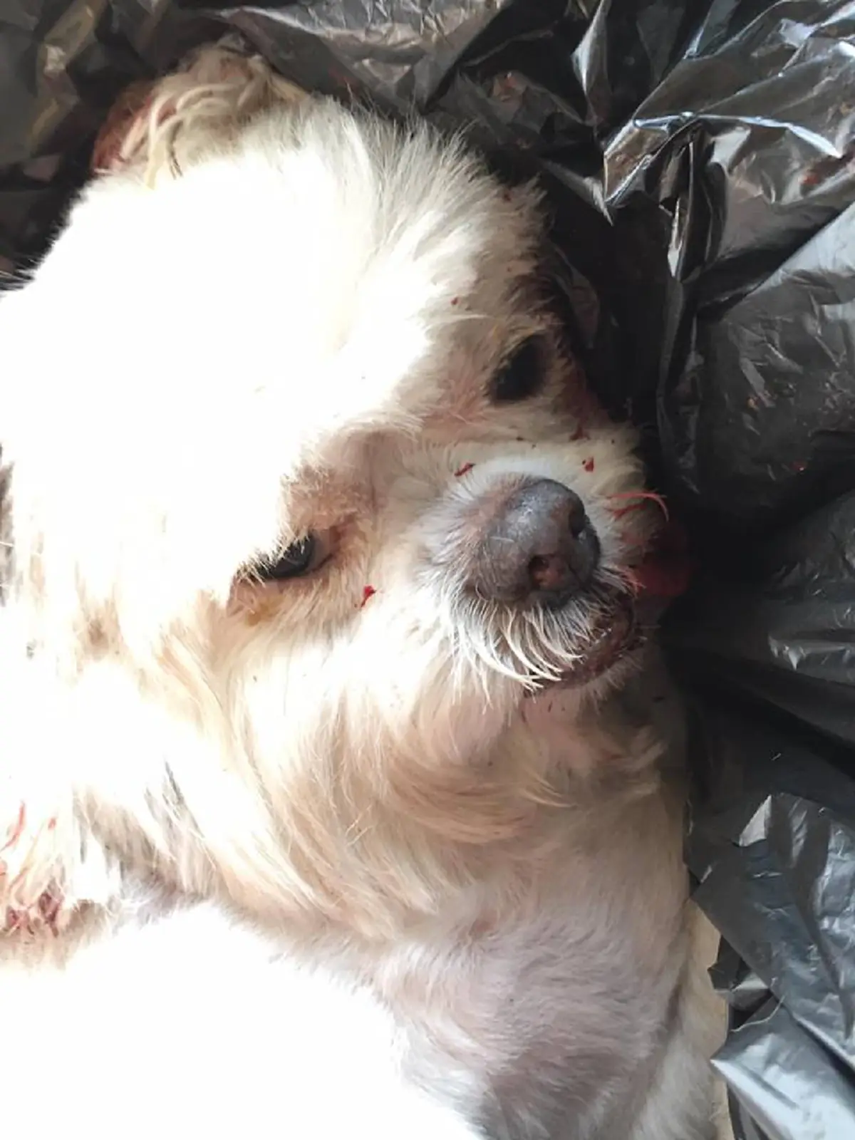 เจ้าของหมาร้องไห้แทบขาดใจ หลังน้องหมาโดนเหยียบจนตาย คนขับหนีหาย พอเจ้าของติดต่อกลับโดนด่าด้วยคำหยาบแบบสุดๆ คำเดียวที่อยากได้ยินคือขอโทษ