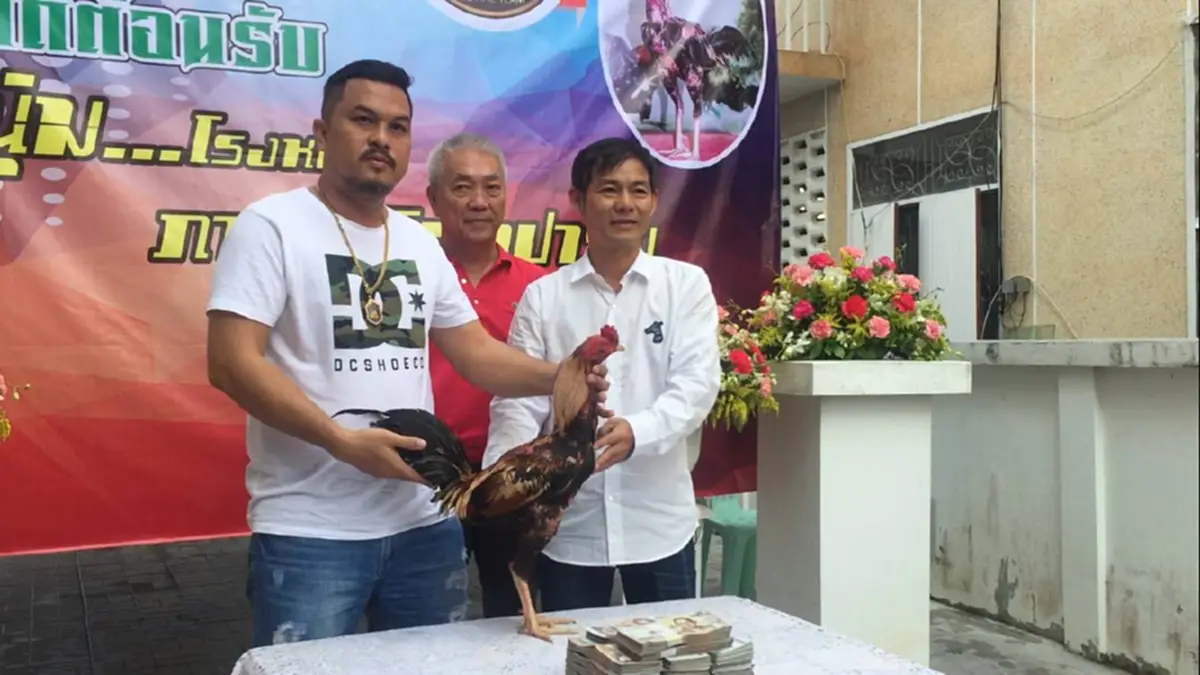 ตะลึง!!“เต็งหนึ่ง”ไก่ชนเมืองจันท์ ค่าตัว ล้านเจ็ดแสนบาท หลังหนุ่มโคราชเจ้าของฟาร์มไก่ชนชื่อดังหอบเงินมาซื้อไปทำพ่อพันธ์!!เผยติดตามมานานแล้ว