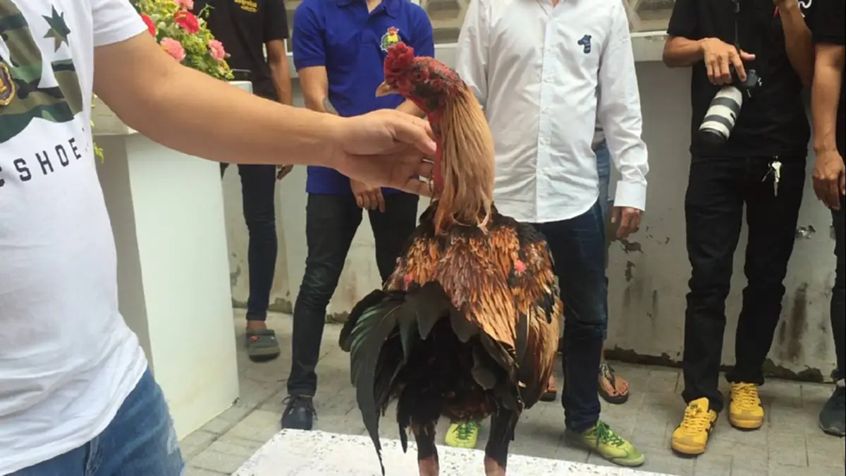 ตะลึง!!“เต็งหนึ่ง”ไก่ชนเมืองจันท์ ค่าตัว ล้านเจ็ดแสนบาท หลังหนุ่มโคราชเจ้าของฟาร์มไก่ชนชื่อดังหอบเงินมาซื้อไปทำพ่อพันธ์!!เผยติดตามมานานแล้ว