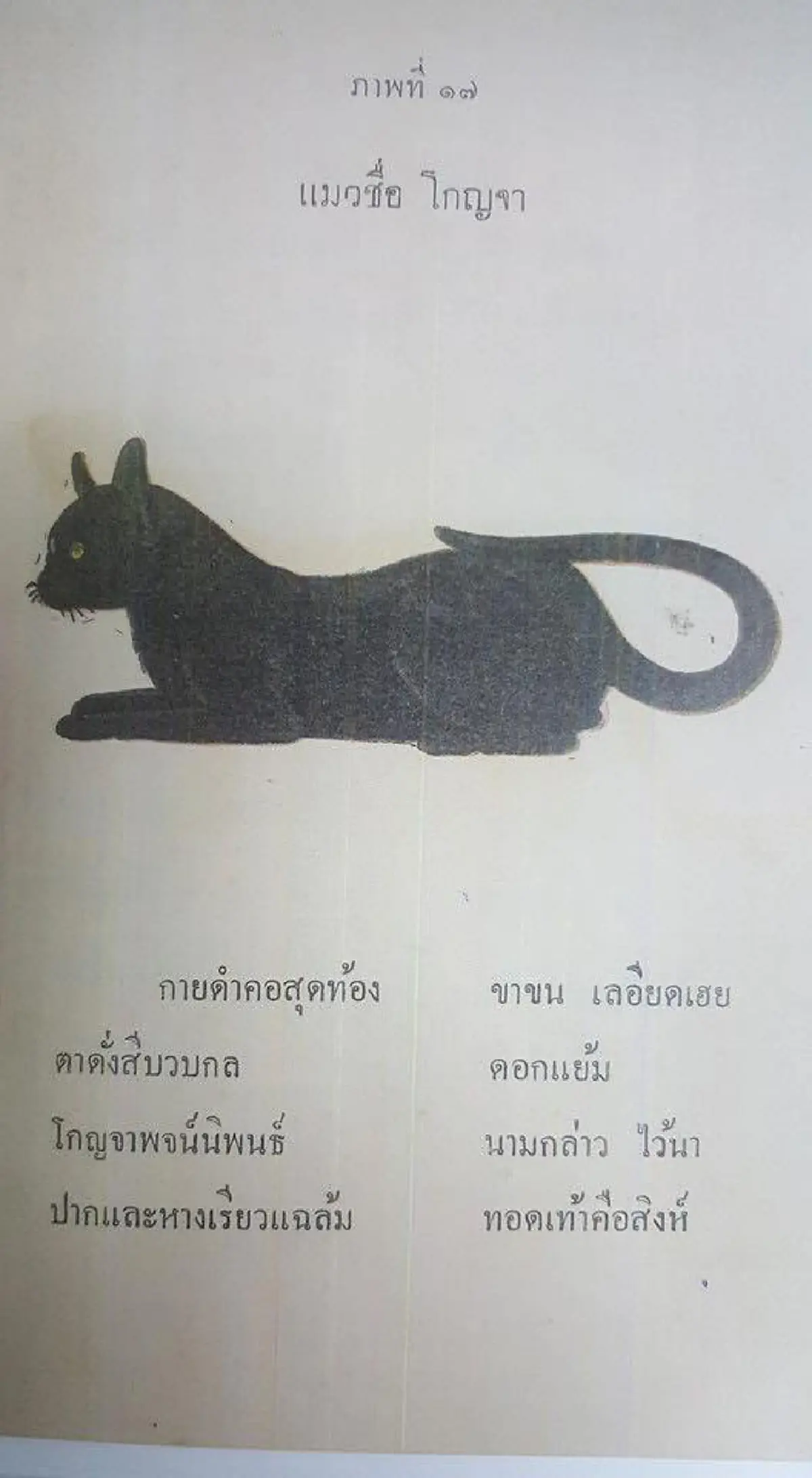 17 ลักษณะ แมวไทยมงคล จาก ตำราโบราณ
