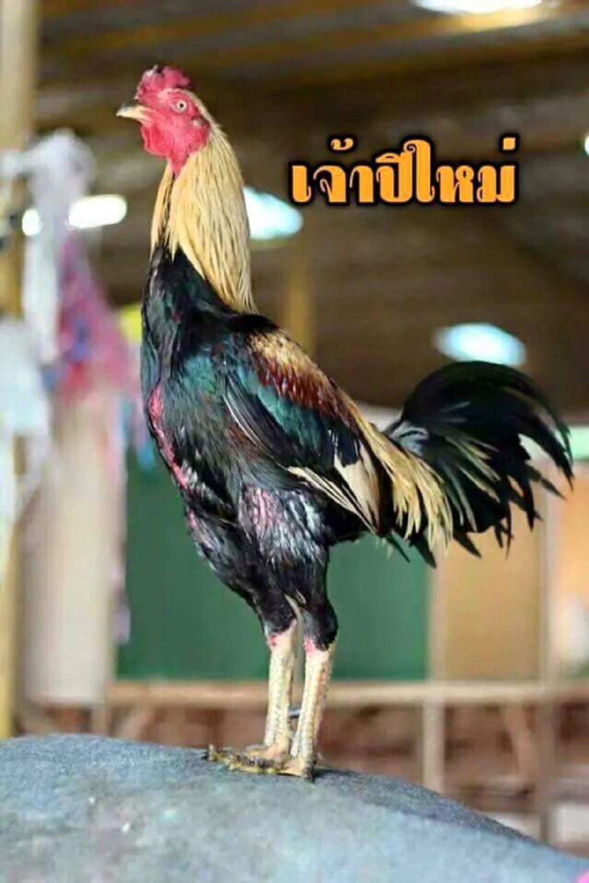 เปิด 5 อันดับไก่ชน ที่แพงที่สุดในโลก ที่สำคัญอยู่เมืองไทยทุกตัว ราคาแต่ล่ะตัว ซื้อบ้านซื้อรถได้เลย!