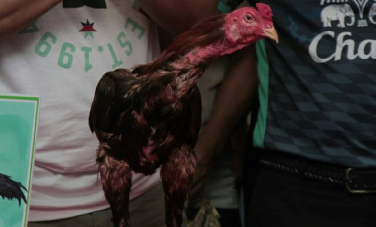 เปิด 5 อันดับไก่ชน ที่แพงที่สุดในโลก ที่สำคัญอยู่เมืองไทยทุกตัว ราคาแต่ล่ะตัว ซื้อบ้านซื้อรถได้เลย!