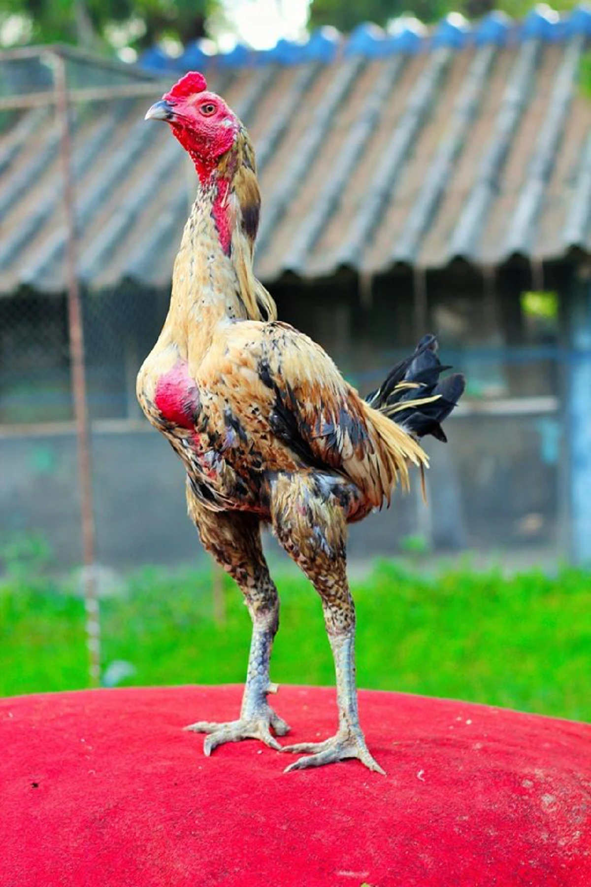 เปิด 5 อันดับไก่ชน ที่แพงที่สุดในโลก ที่สำคัญอยู่เมืองไทยทุกตัว ราคาแต่ล่ะตัว ซื้อบ้านซื้อรถได้เลย!