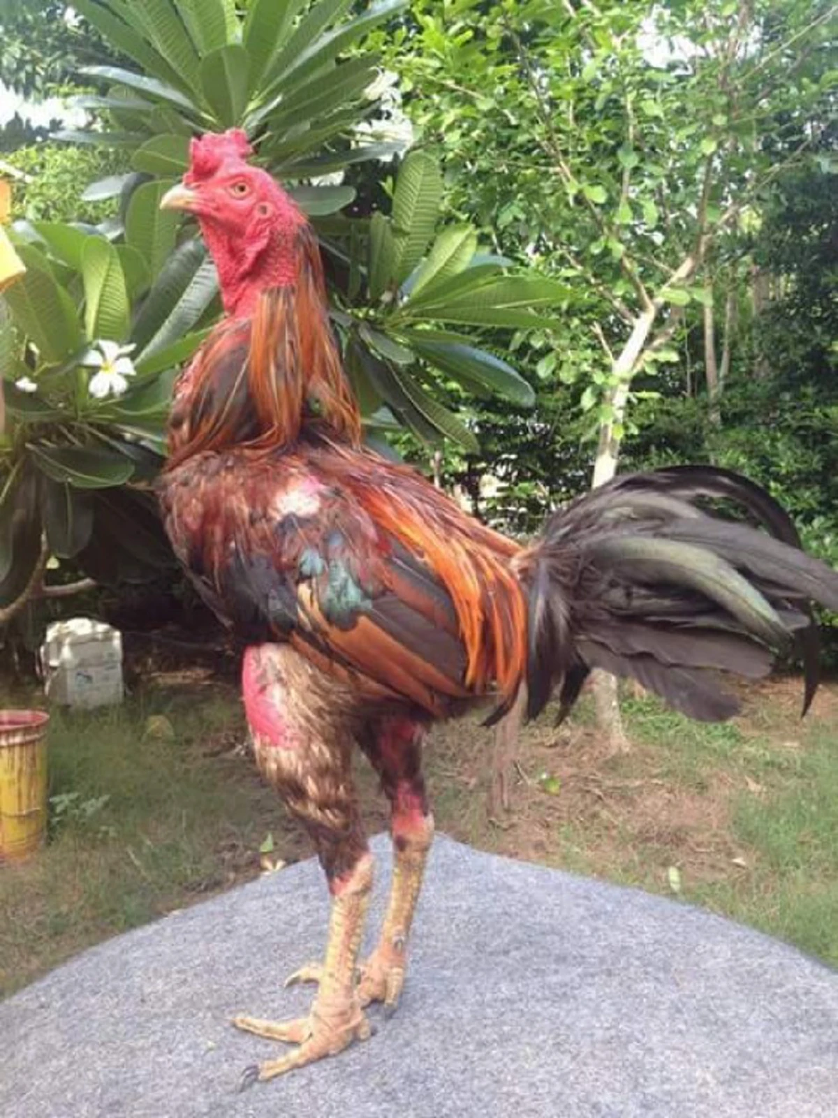 เปิด 5 อันดับไก่ชน ที่แพงที่สุดในโลก ที่สำคัญอยู่เมืองไทยทุกตัว ราคาแต่ล่ะตัว ซื้อบ้านซื้อรถได้เลย!