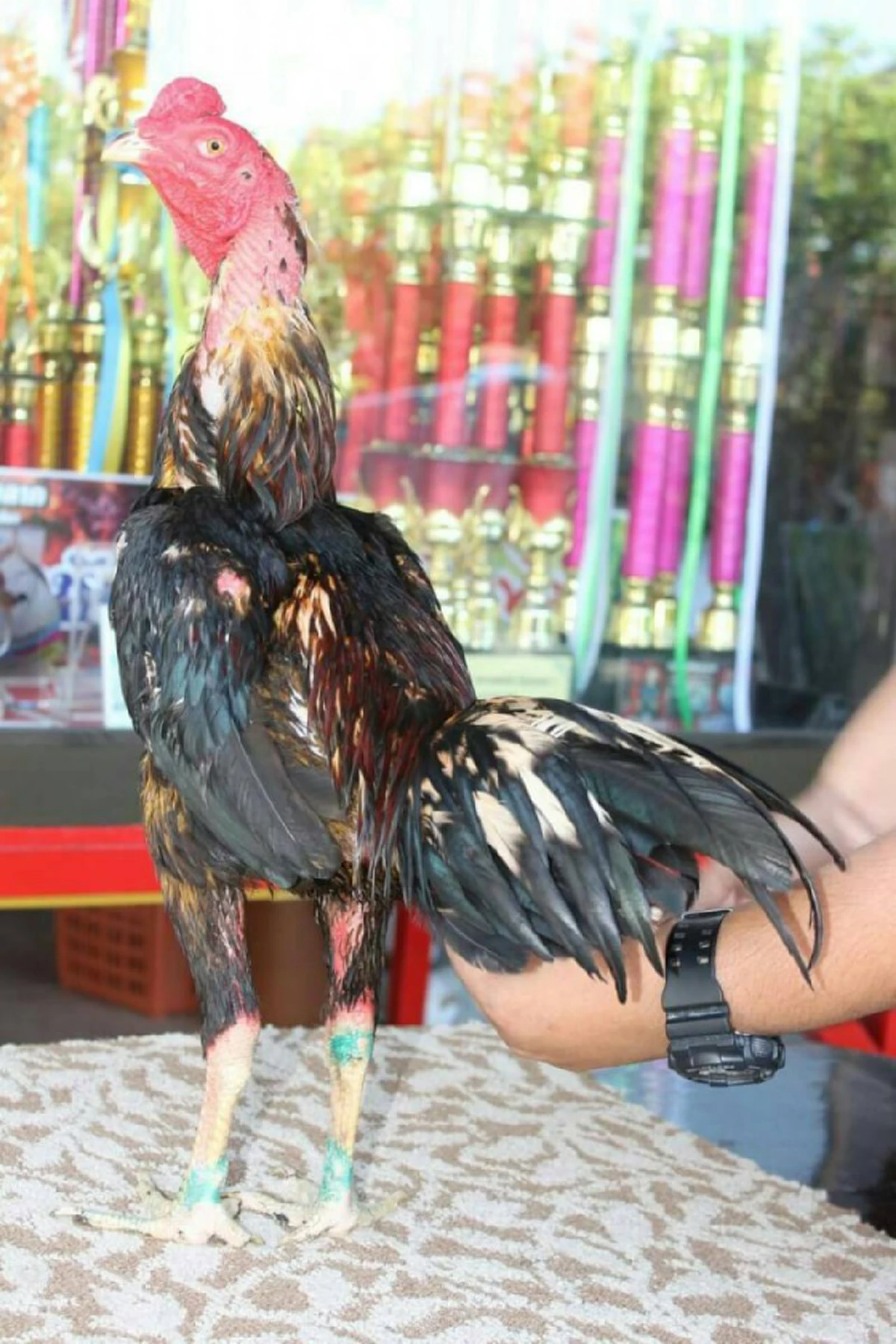 เปิด 5 อันดับไก่ชน ที่แพงที่สุดในโลก ที่สำคัญอยู่เมืองไทยทุกตัว ราคาแต่ล่ะตัว ซื้อบ้านซื้อรถได้เลย!