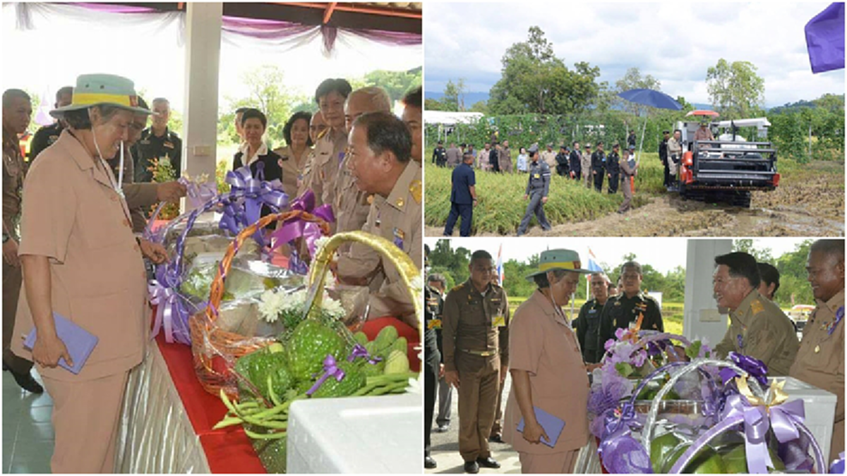 ภาพสุดประทับใจ! สมเด็จพระเทพฯ เสด็จพระราชดำเนินไปทรงเกี่ยวข้าวโดยประทับรถพระที่นั่งเกี่ยวข้าวที่แปลงสาธิตการเกษตร รร.นายร้อยนครนายก