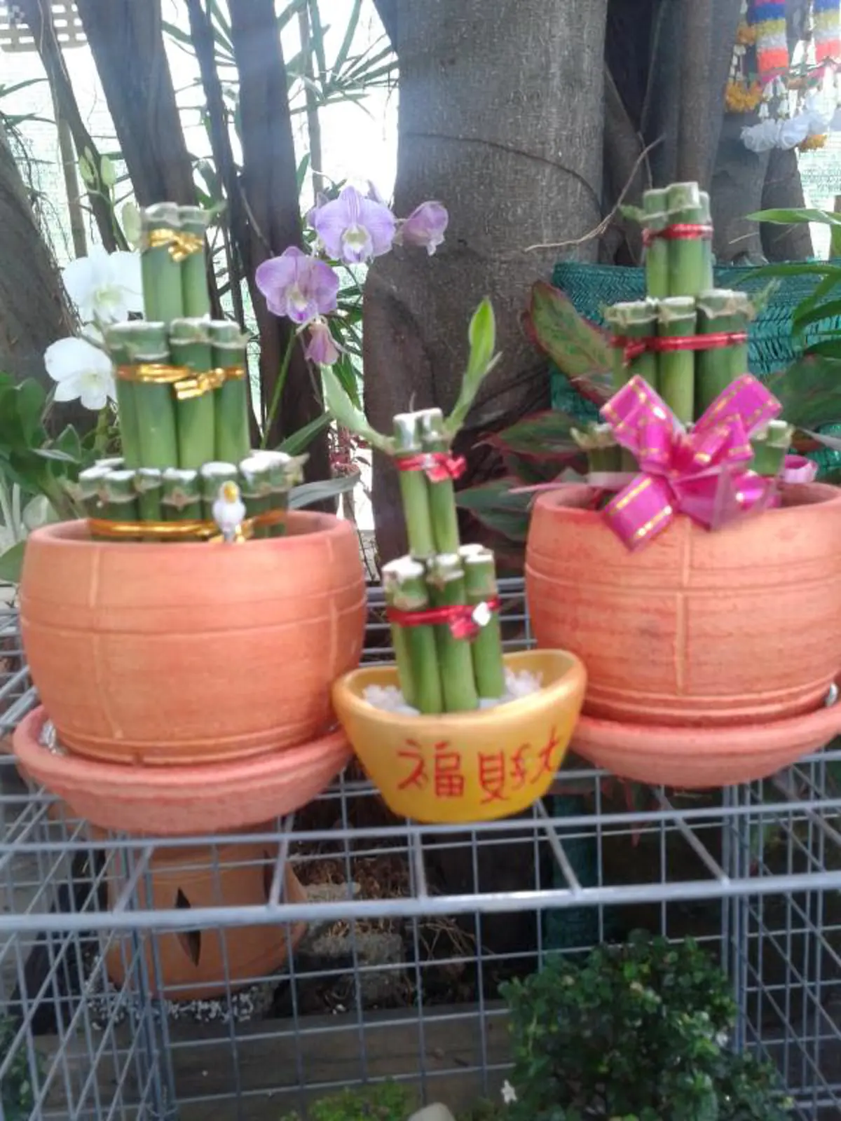 5 ต้นไม้มงคล เสริมดวงชาวออฟฟิศควรมีติดโต๊ะทำงาน!