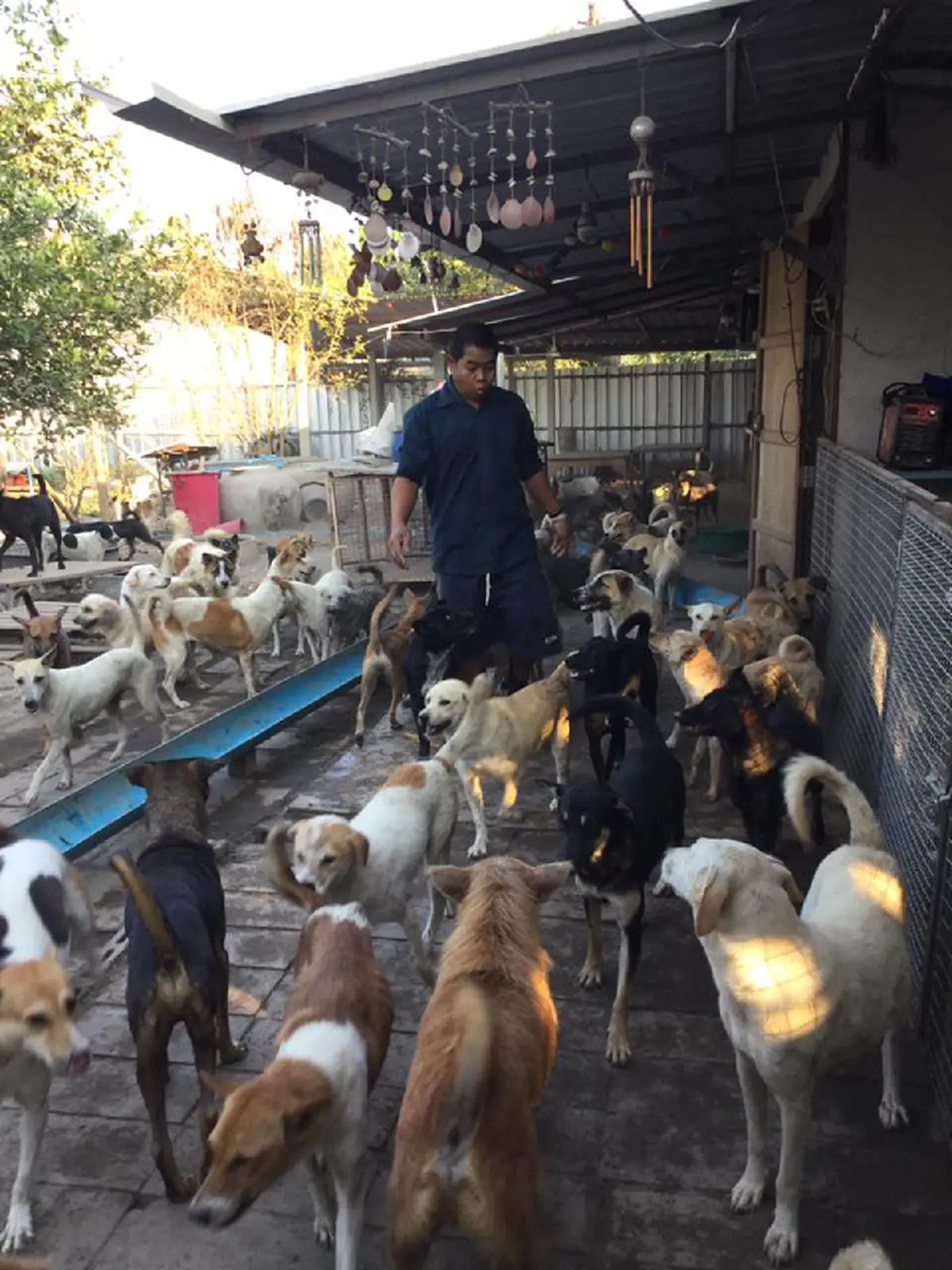 ช่วยหนูด้วย!!! โปรดหันมอง "บ้านพักพิงแก้วตา" ที่เลี้ยงสุนัขไว้กว่า 300 ตัว แต่ไม่ดัง จึงไม่มีคนสนใจ (รายละเอียด)