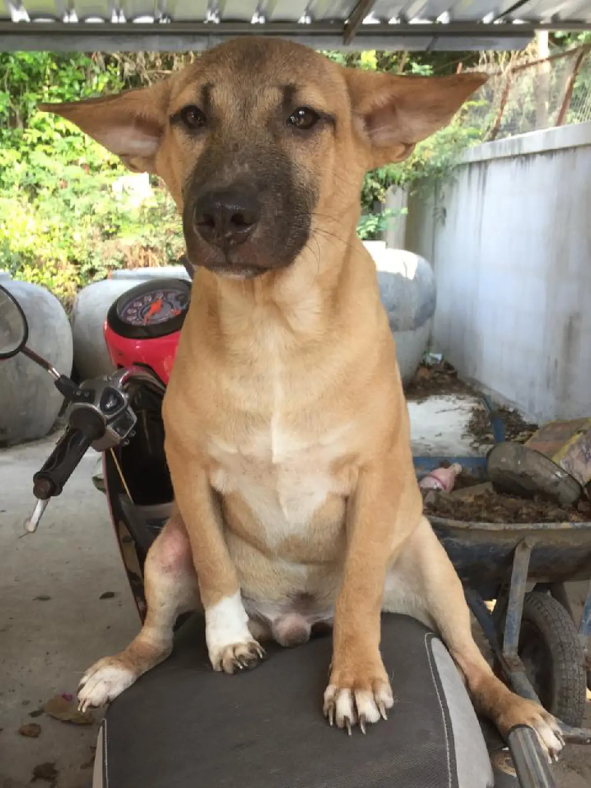 ช่วยหนูด้วย!!! โปรดหันมอง "บ้านพักพิงแก้วตา" ที่เลี้ยงสุนัขไว้กว่า 300 ตัว แต่ไม่ดัง จึงไม่มีคนสนใจ (รายละเอียด)