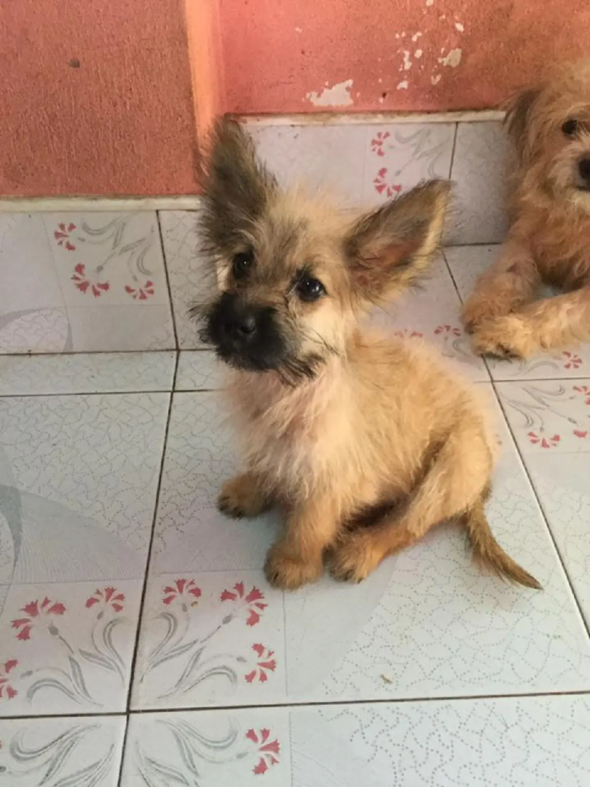 ช่วยหนูด้วย!!! โปรดหันมอง "บ้านพักพิงแก้วตา" ที่เลี้ยงสุนัขไว้กว่า 300 ตัว แต่ไม่ดัง จึงไม่มีคนสนใจ (รายละเอียด)