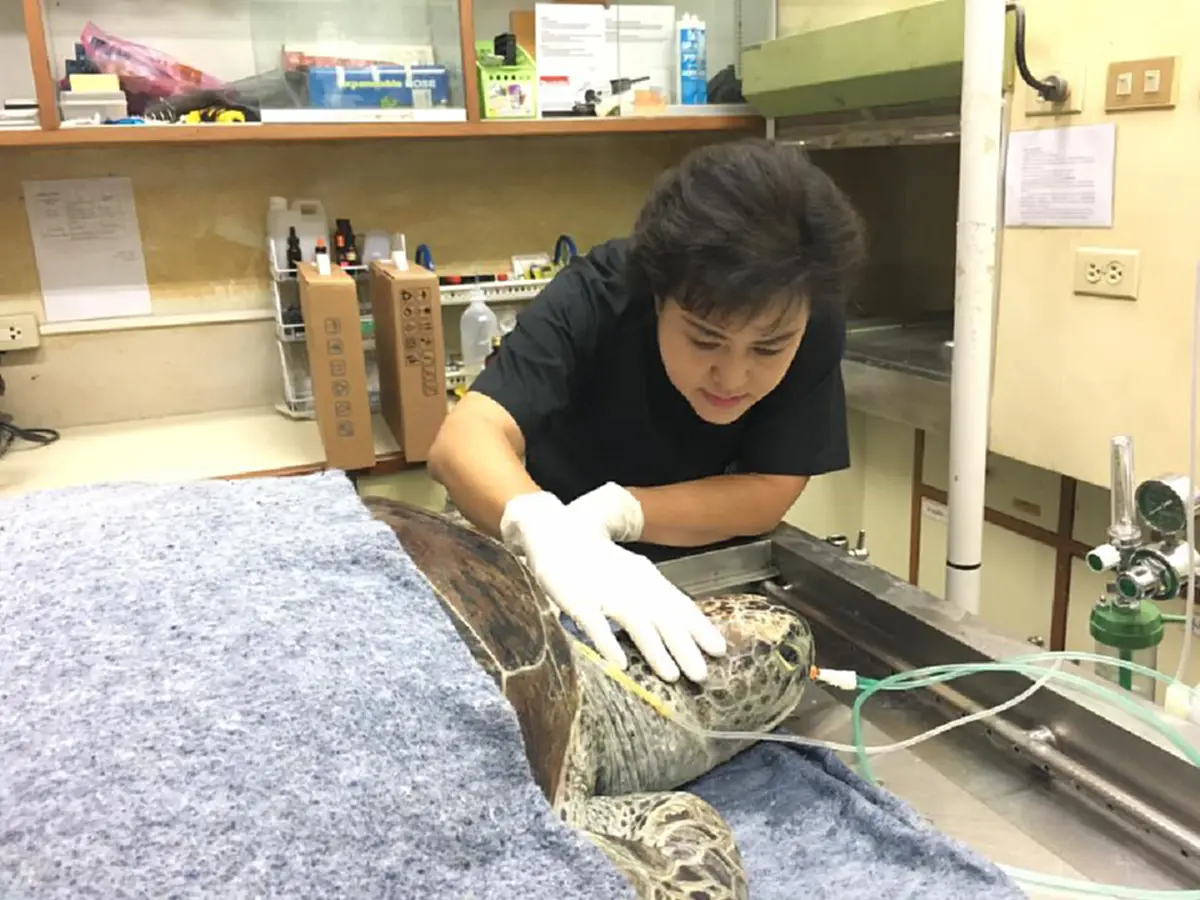 ออมสินจากไปแล้ว!! "แพทย์" โพสต์สุดซึ้งถึง "เต่าออมสิน" เปิดสาเหตุการตายที่แท้จริง สุดท้ายตายอย่างทรมาน เกินยื้อชีวิต!!