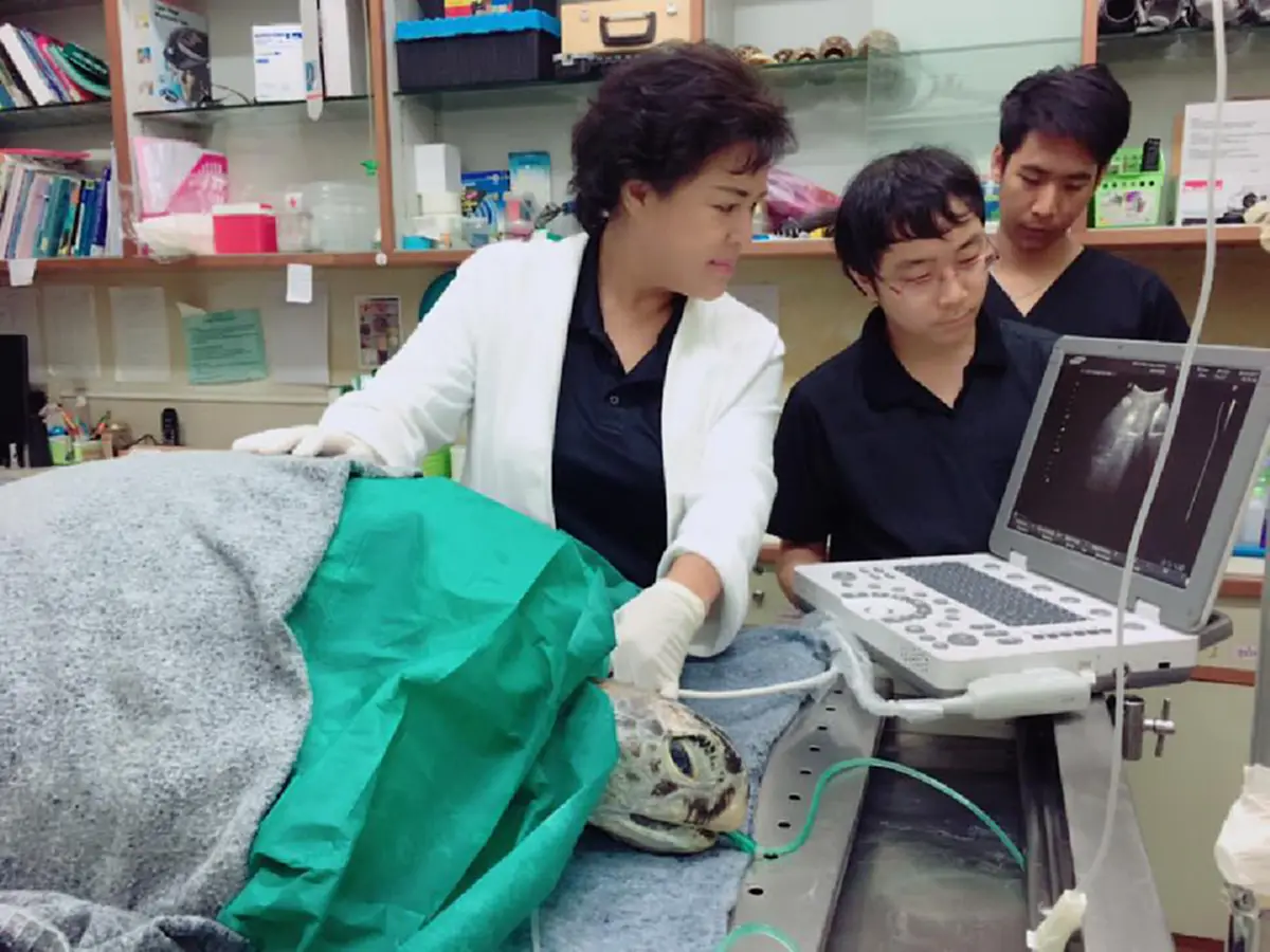 ออมสินจากไปแล้ว!! "แพทย์" โพสต์สุดซึ้งถึง "เต่าออมสิน" เปิดสาเหตุการตายที่แท้จริง สุดท้ายตายอย่างทรมาน เกินยื้อชีวิต!!