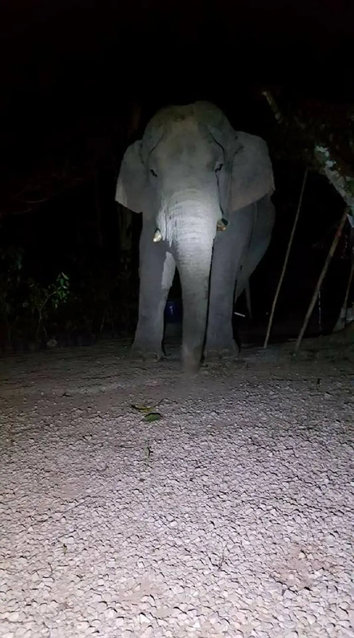 บารมีแท้ๆ !! แม้แต่สัตว์ยังรับรู้ถึงความเมตตา ช้างป่าลงจากเขามาหา "หลวงปู่บุญส่ง ฐิตสาโร"  ถึงหน้ากุฏิ!!