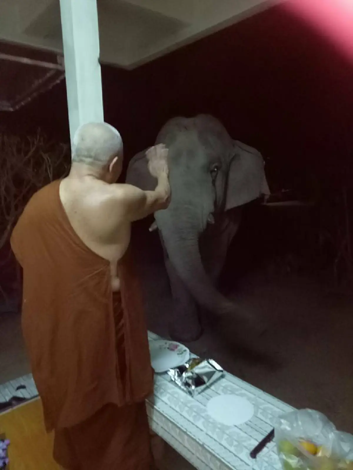 บารมีแท้ๆ !! แม้แต่สัตว์ยังรับรู้ถึงความเมตตา ช้างป่าลงจากเขามาหา "หลวงปู่บุญส่ง ฐิตสาโร"  ถึงหน้ากุฏิ!!