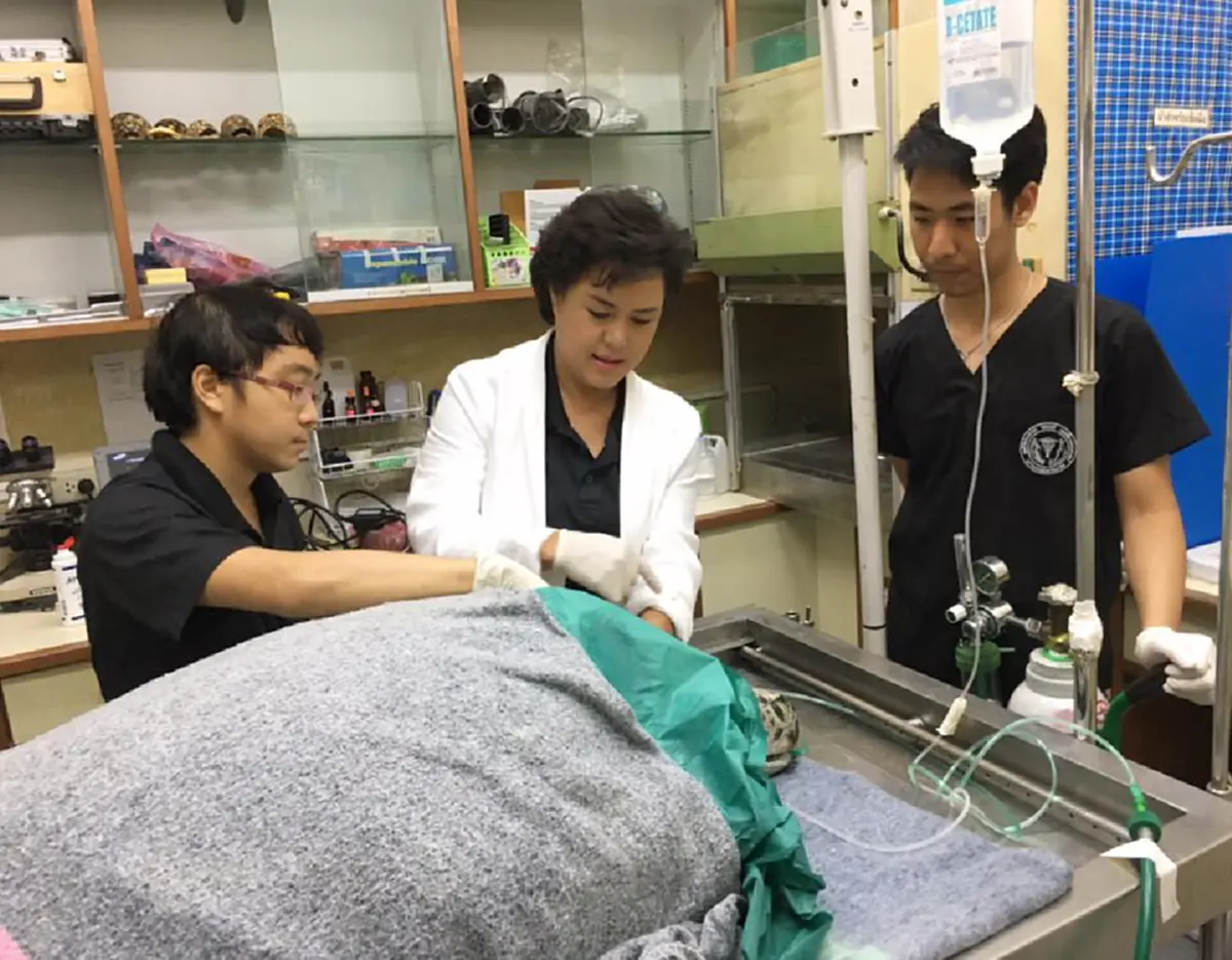 ออมสินจากไปแล้ว!! "แพทย์" โพสต์สุดซึ้งถึง "เต่าออมสิน" เปิดสาเหตุการตายที่แท้จริง สุดท้ายตายอย่างทรมาน เกินยื้อชีวิต!!