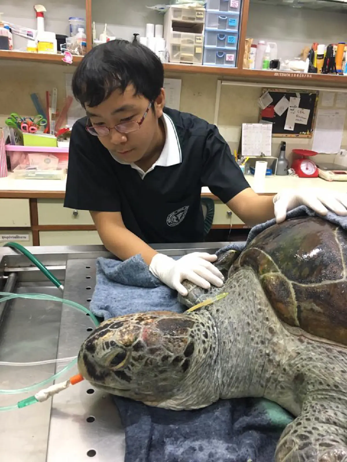 ออมสินจากไปแล้ว!! "แพทย์" โพสต์สุดซึ้งถึง "เต่าออมสิน" เปิดสาเหตุการตายที่แท้จริง สุดท้ายตายอย่างทรมาน เกินยื้อชีวิต!!