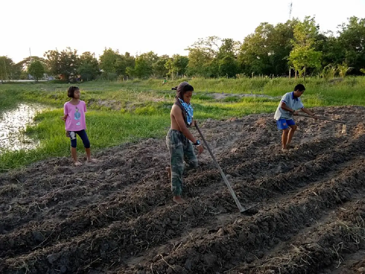 น่ารักสุดๆ "ผลงานของเด็กโรงทานเชษฐ์" เด็กๆ ขยันขันแข็ง ร่วมกันทำไร่ ปลูกพืช ตามพี่เชษฐ์ สไมล์บัฟฟาโล นักดนตรีดัง ผู้ผันตัวสู่ชีวิตพอเพียง