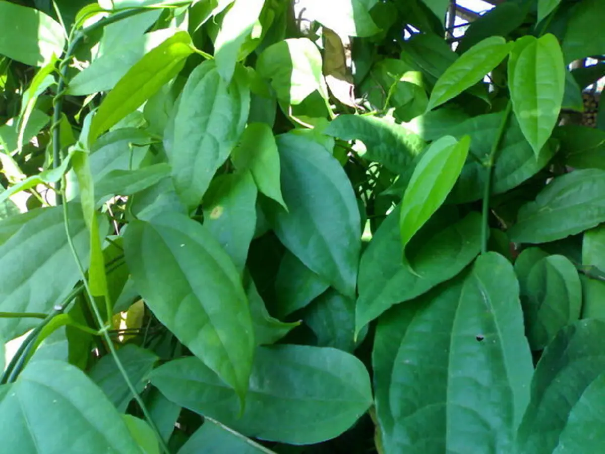 #ขอเเชร์นะครับ...มีประโยชน์มากมาย!! "6สมุนไพรไทย "พื้นบ้าน...หาง่าย!! มากด้วยคุณค่า!!..ช่วยรักษาเบาหวานเเละความดัน(รายละเอียด)