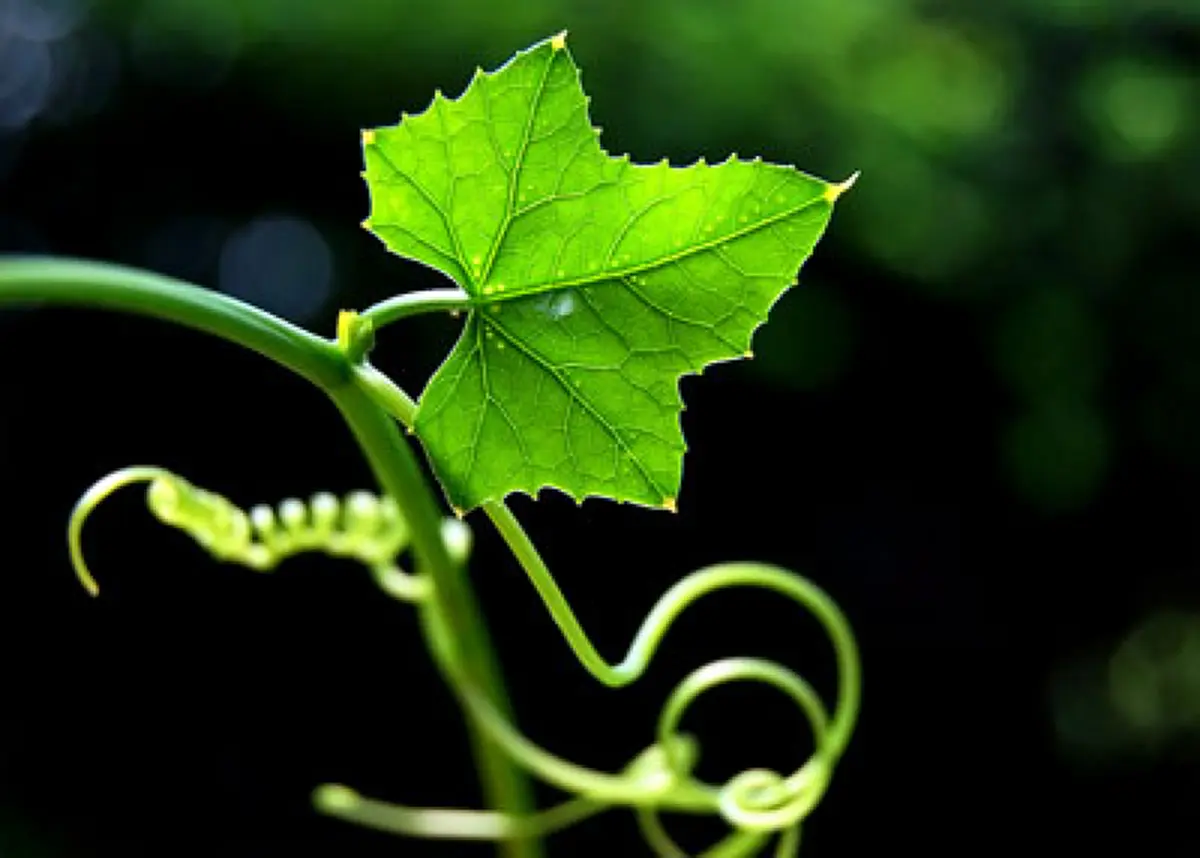 #ขอเเชร์นะครับ...มีประโยชน์มากมาย!! "6สมุนไพรไทย "พื้นบ้าน...หาง่าย!! มากด้วยคุณค่า!!..ช่วยรักษาเบาหวานเเละความดัน(รายละเอียด)